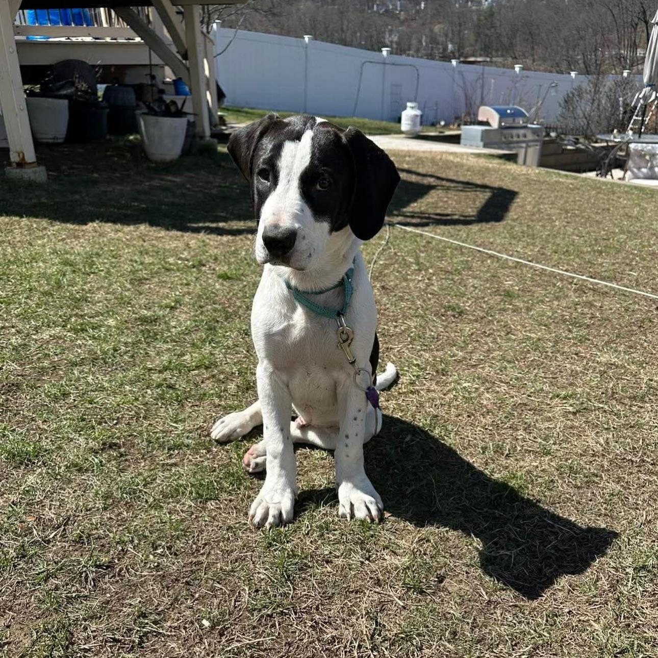 Enlarge Pablano, a ADOPTABLE mixed breed in Salem, NH image 5/5