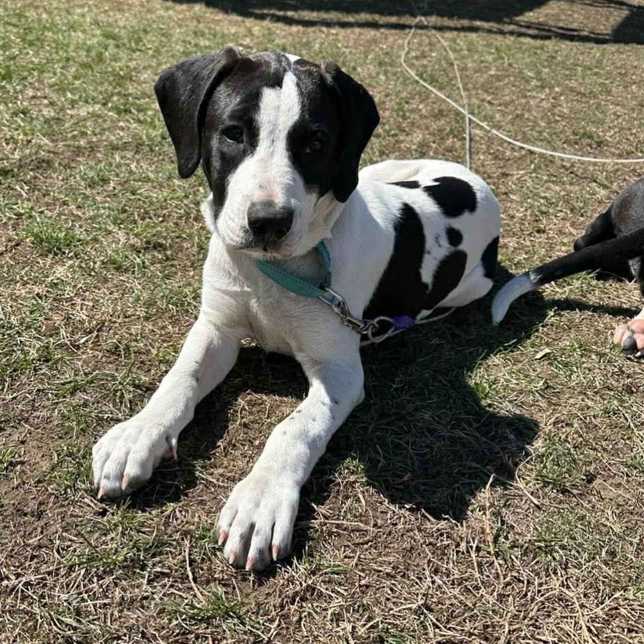 Pablano, ADOPTABLE, Young Male Pit Bull Terrier & Hound.