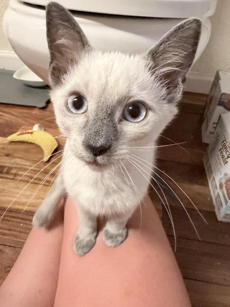 Enlarge Expresso, a Adoptable Siamese in Fort Lauderdale, FL image 1/2