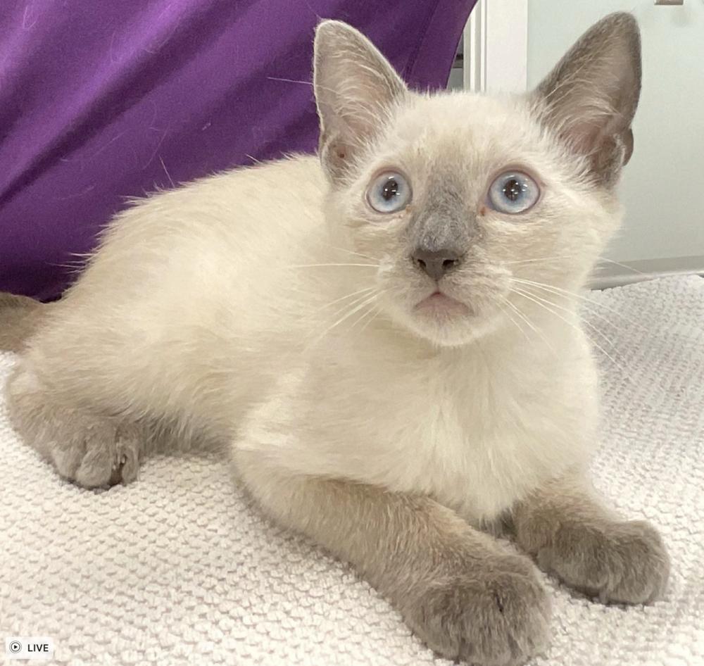 Enlarge Expresso, a Adoptable Siamese in Fort Lauderdale, FL image 2/2
