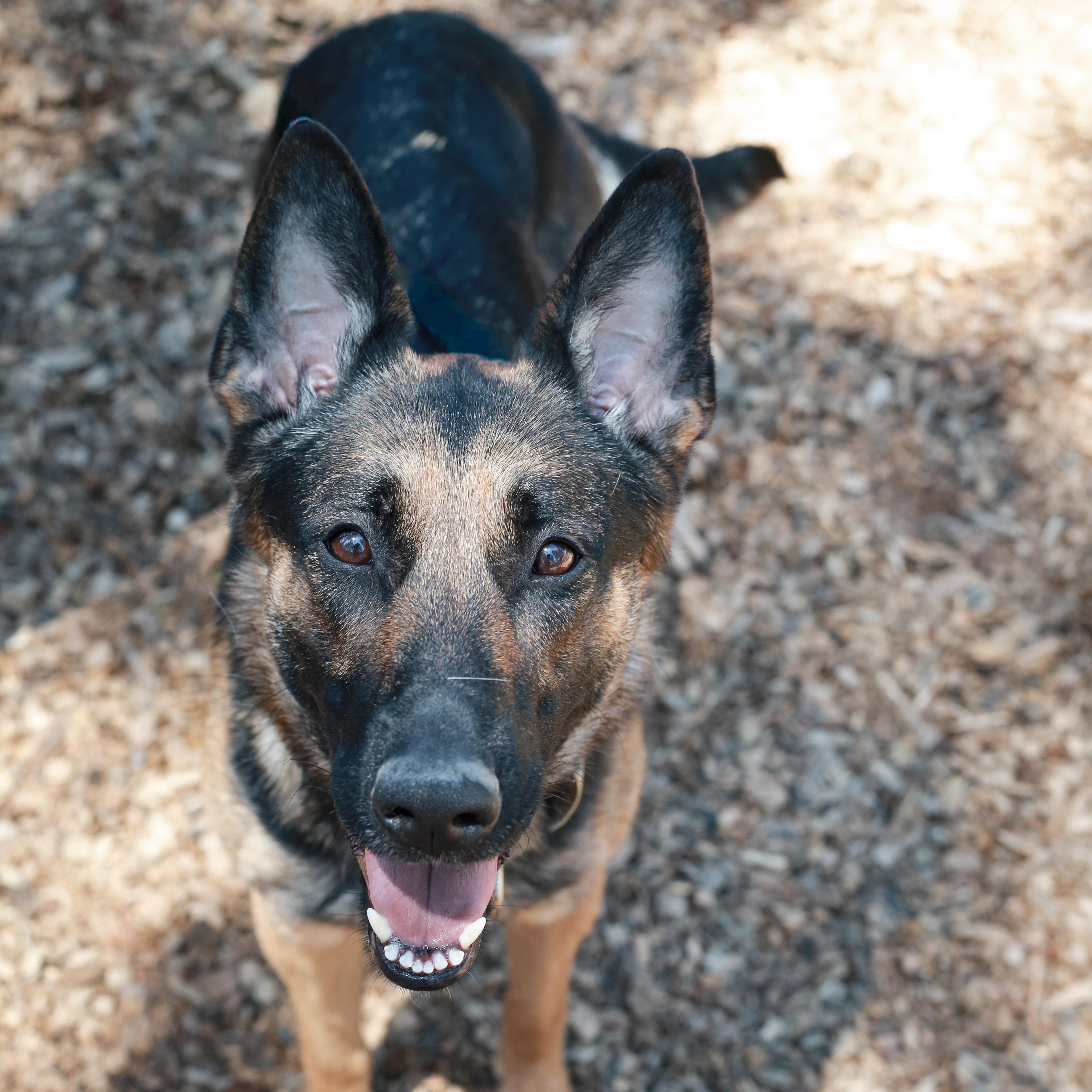 Chanel- Stunner, a ADOPTABLE German Shepherd Dog in Grass Valley, CA image 3/6