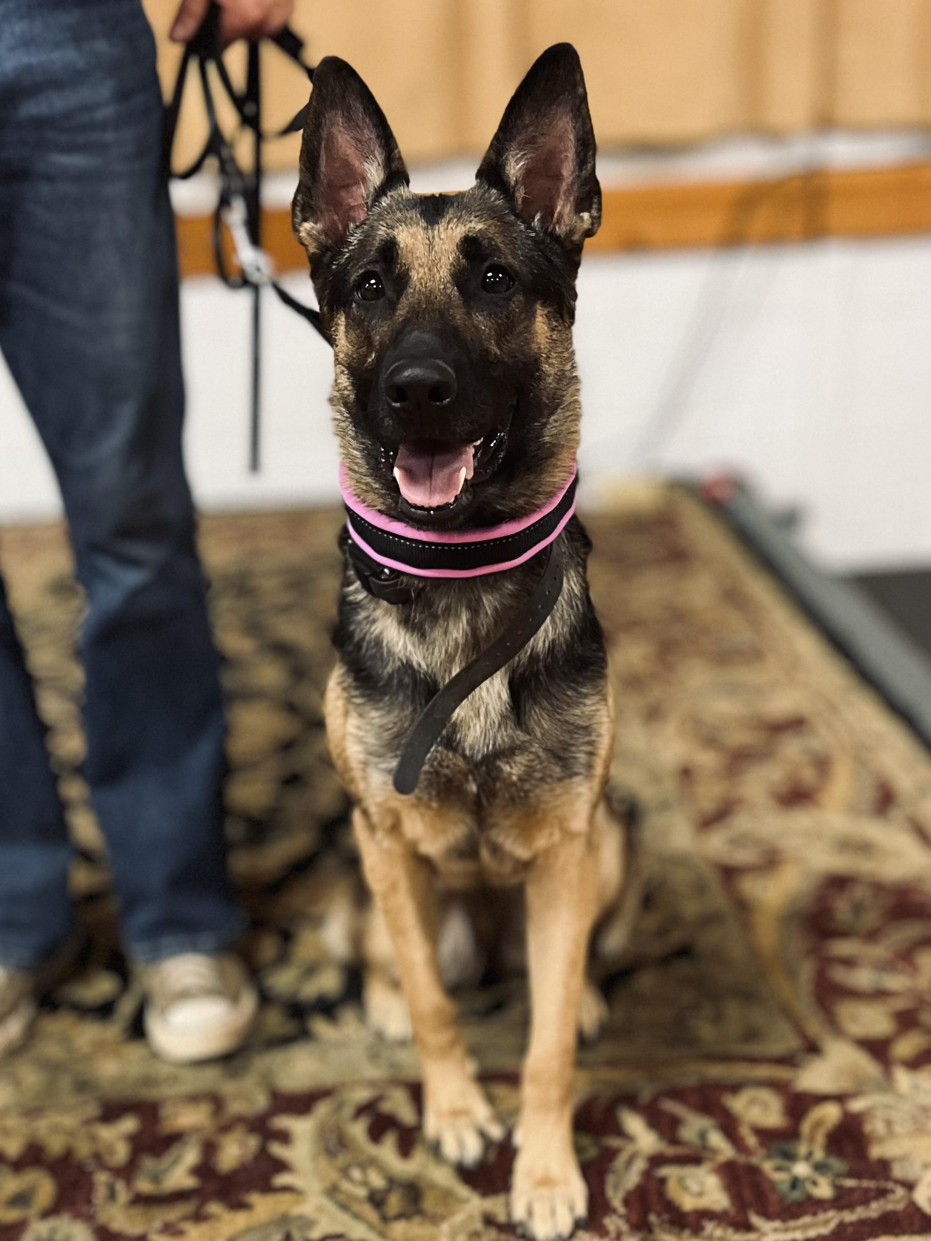 Chanel- Stunner, Adoptable, Adult Female German Shepherd Dog.