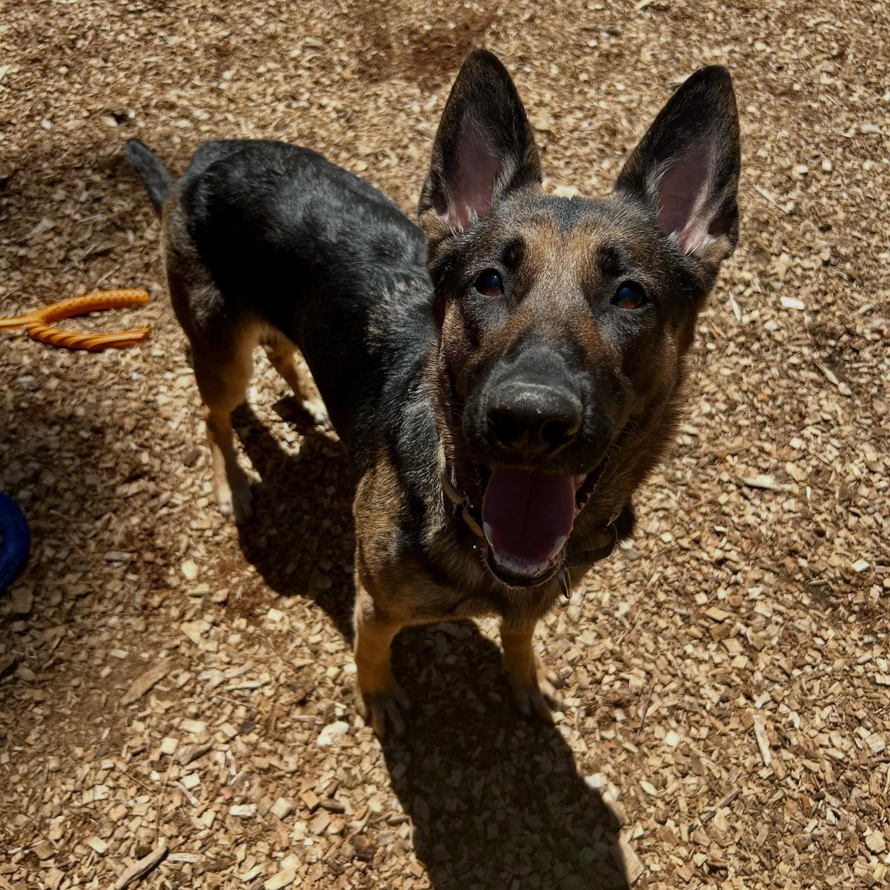 Chanel- Stunner, a ADOPTABLE German Shepherd Dog in Grass Valley, CA image 4/6