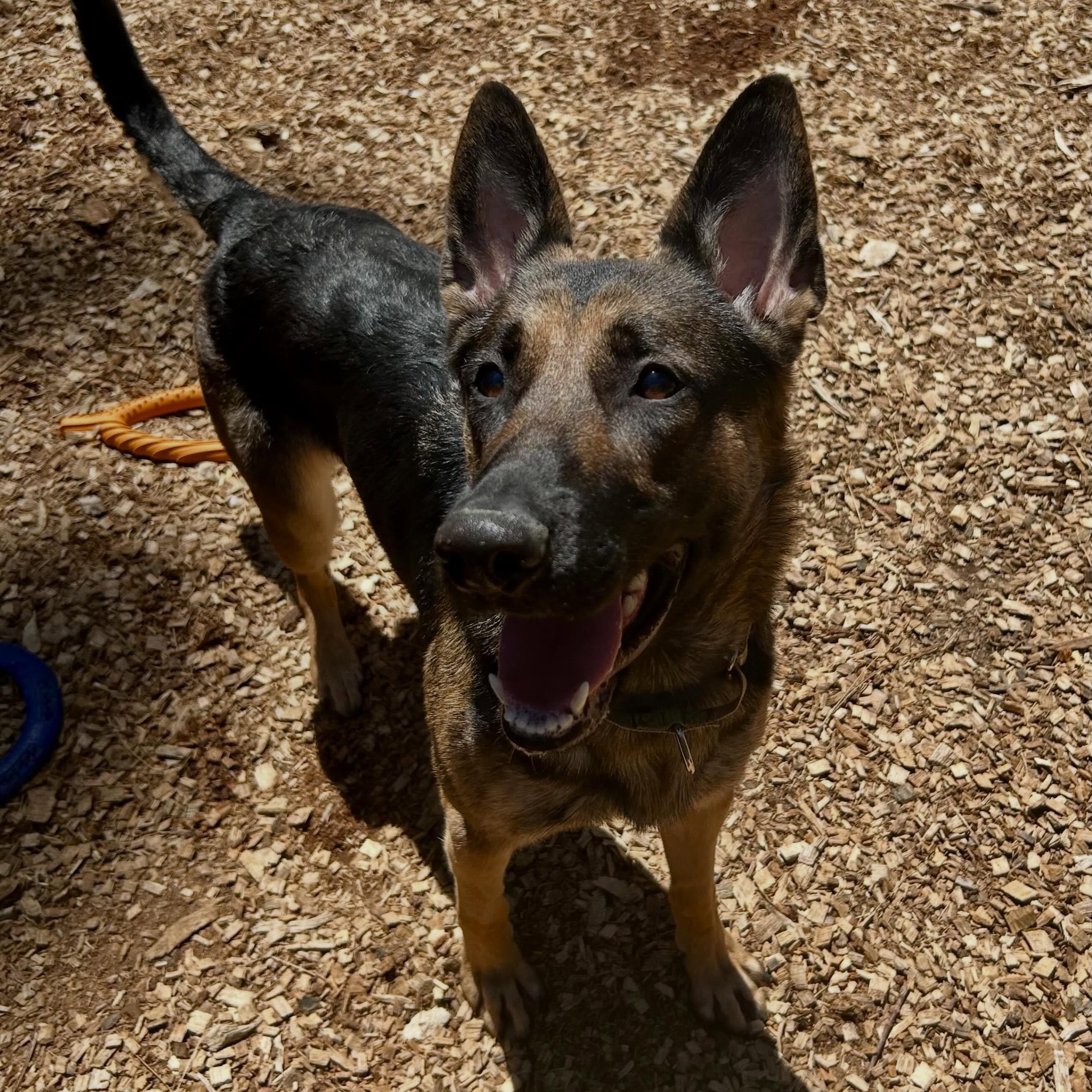Chanel- Stunner, a ADOPTABLE German Shepherd Dog in Grass Valley, CA image 5/6
