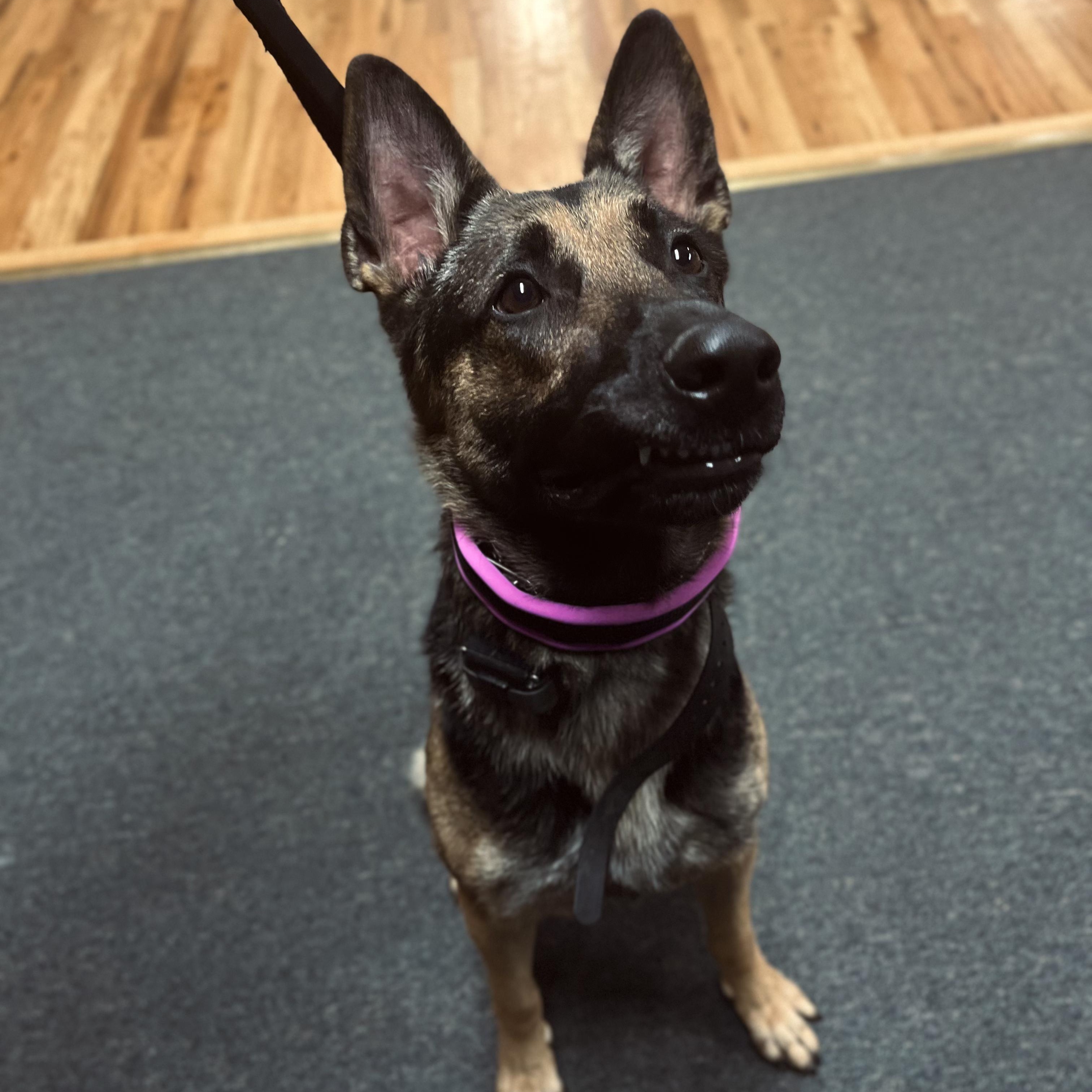 Enlarge Chanel- Stunner, a Adoptable German Shepherd Dog in Grass Valley, CA image 2/6