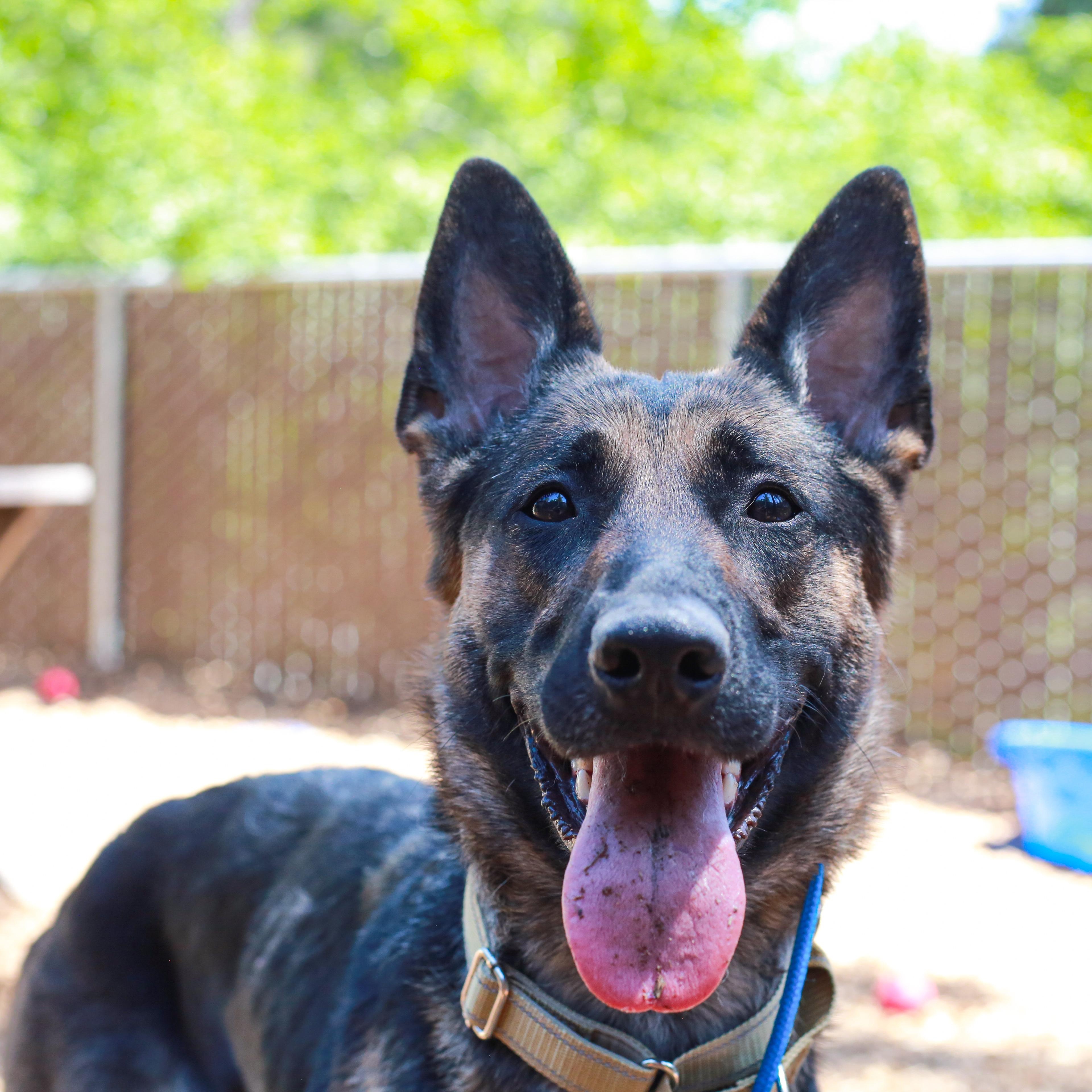 Chanel- Stunner, ADOPTABLE, Adult Female German Shepherd Dog.