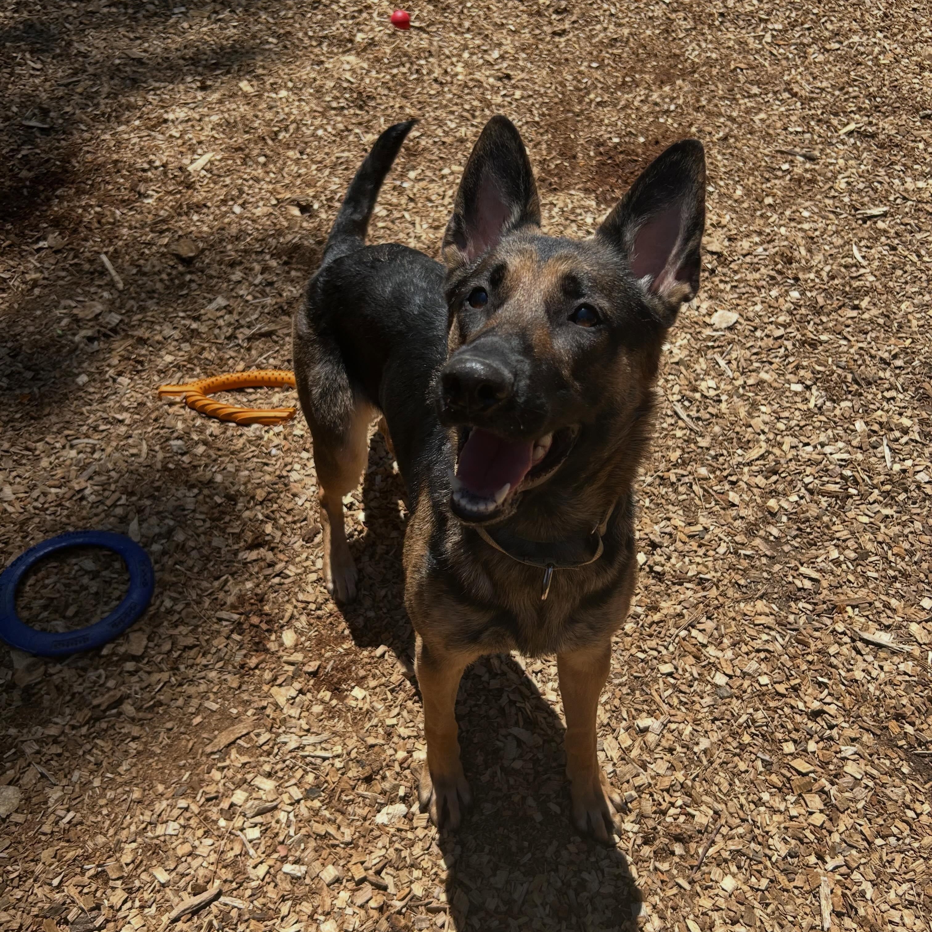 Chanel- Stunner, a ADOPTABLE German Shepherd Dog in Grass Valley, CA image 6/6