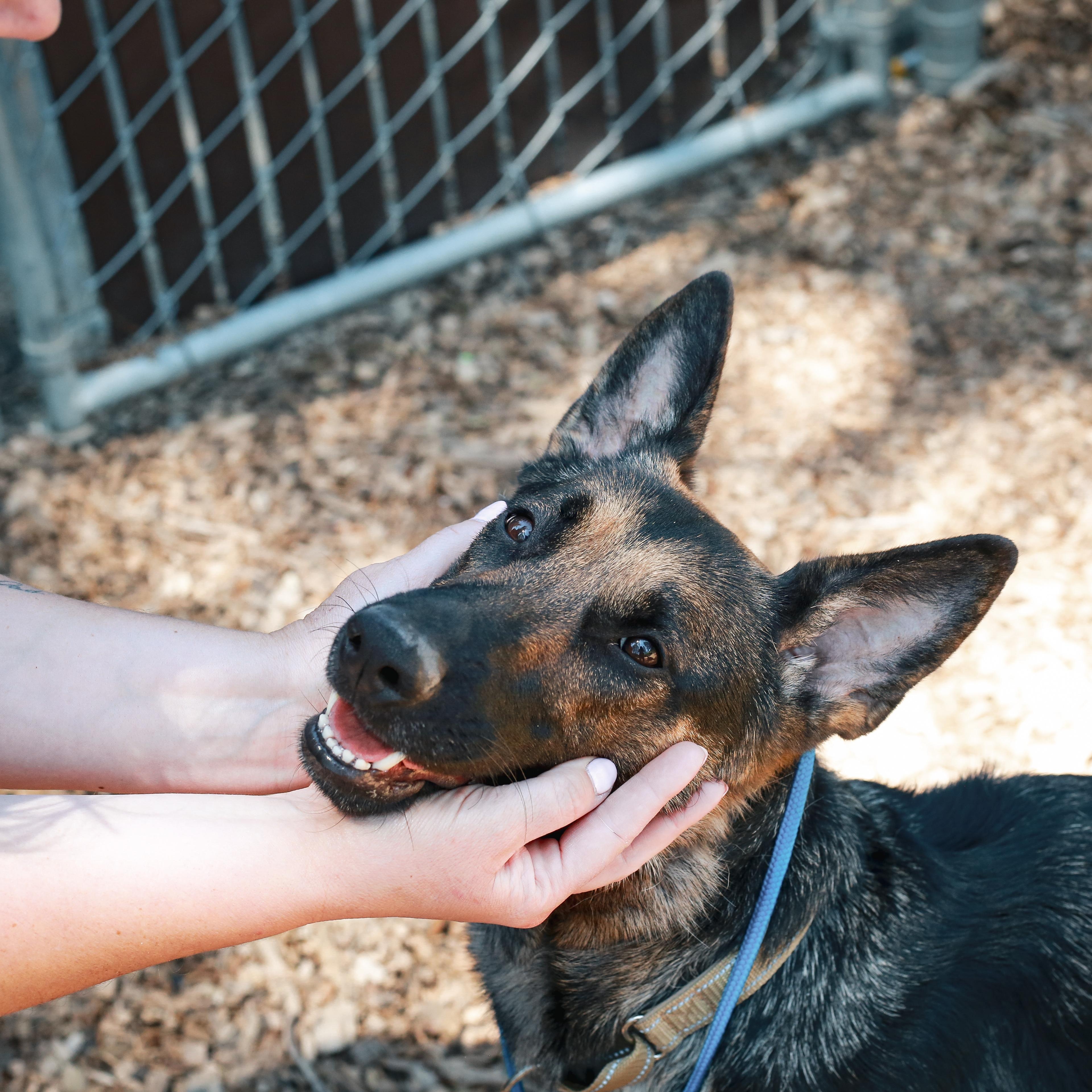 Chanel- Stunner, a ADOPTABLE German Shepherd Dog in Grass Valley, CA image 2/6