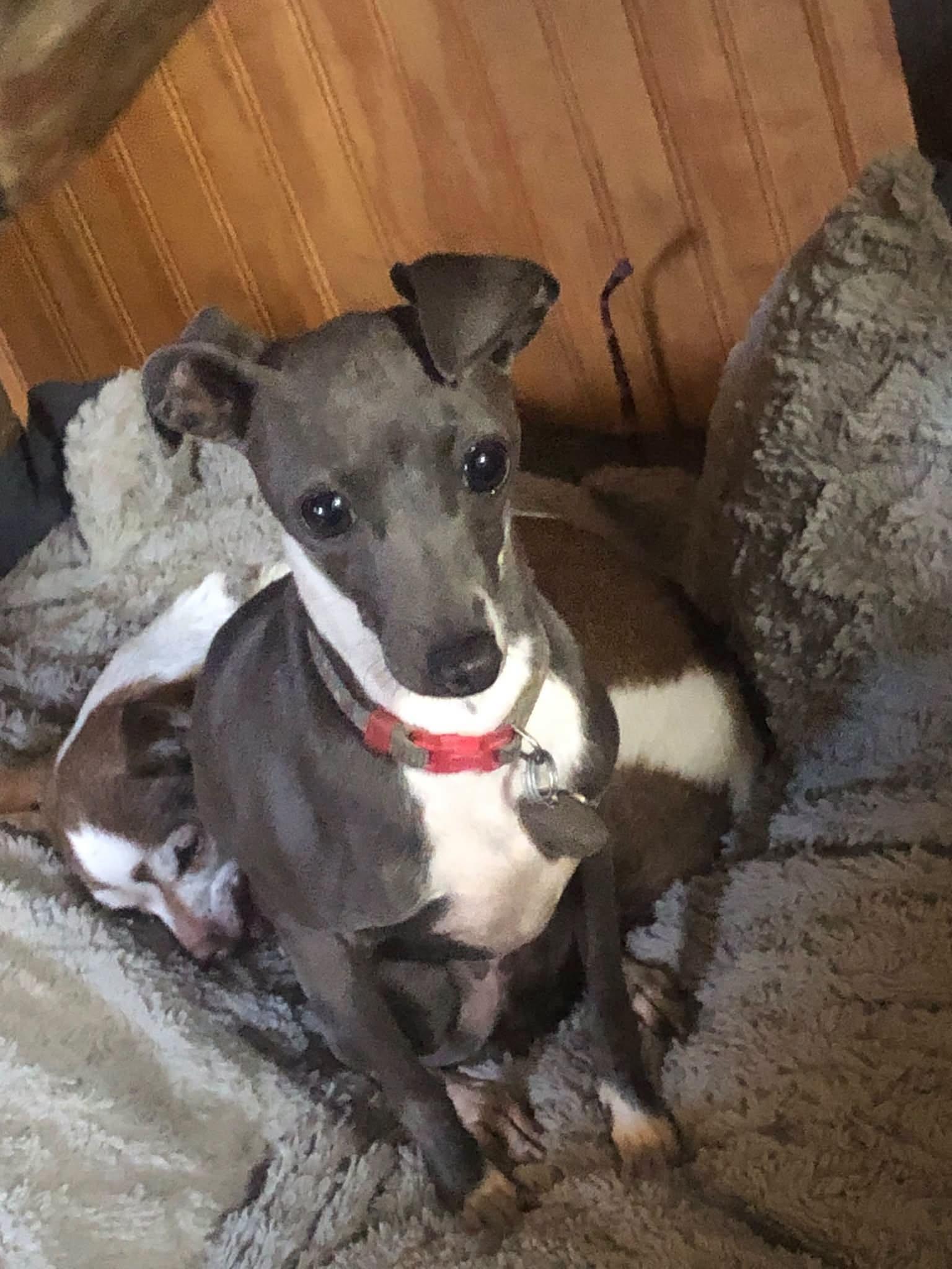 Dolly, Adoptable, Young Female Italian Greyhound.