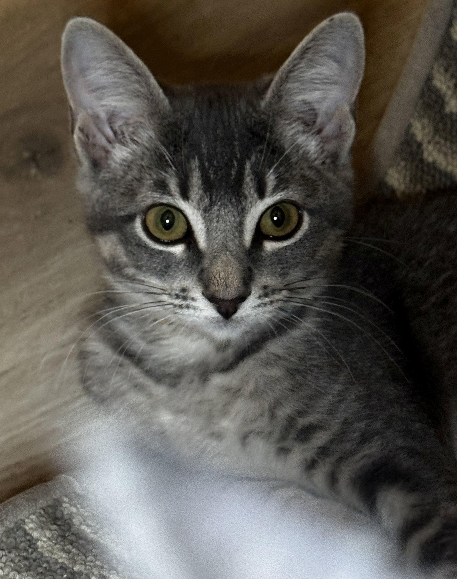 Iris, Adoptable, Young Female Domestic Short Hair.