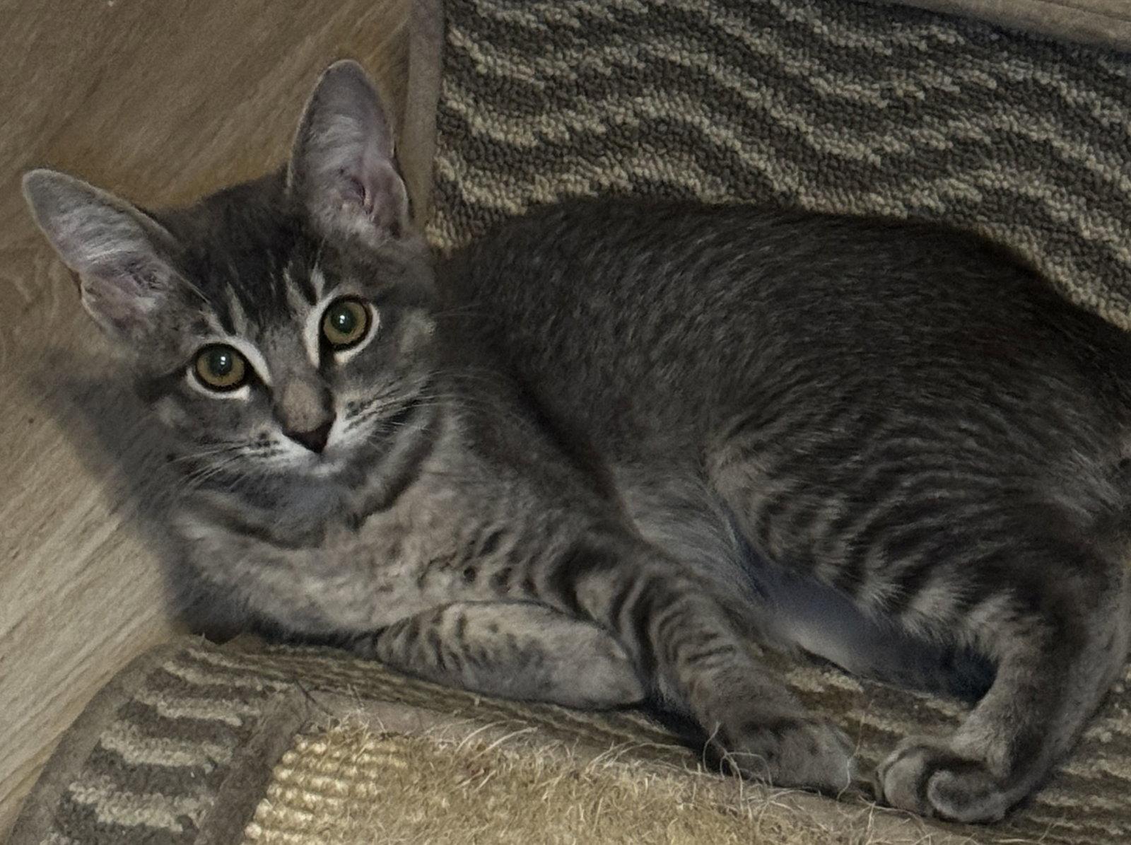 Enlarge Iris, a Adoptable Domestic Short Hair in Seal Beach, CA image 2/2