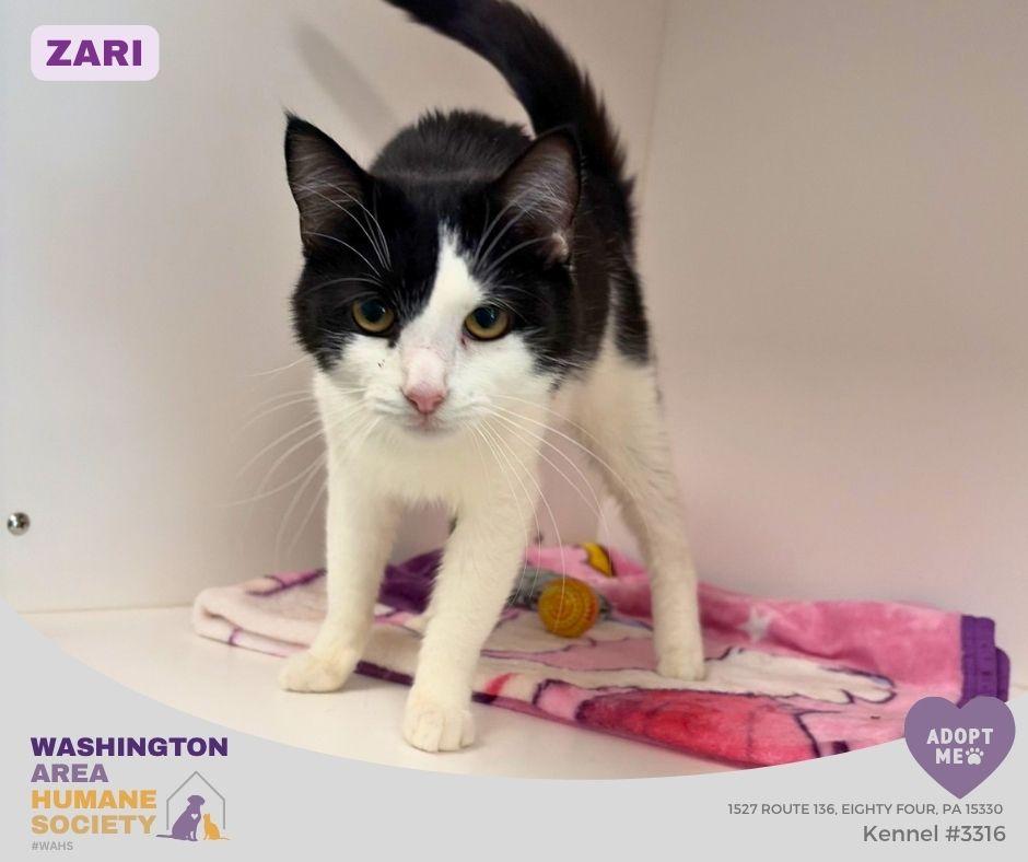 Zari, adopted, Young Female Domestic Short Hair.