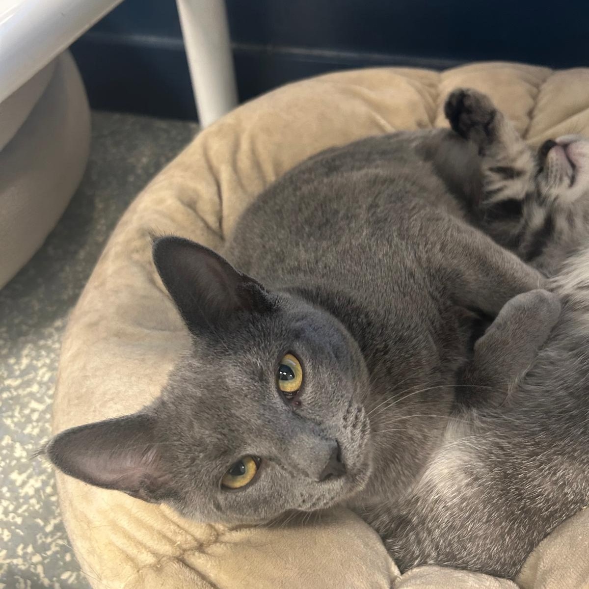 Rhythm, an adoptable Domestic Short Hair in North Haven, CT image 2/4