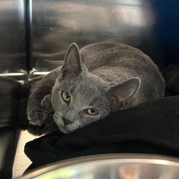 Rhythm, an adoptable Domestic Short Hair in North Haven, CT image 4/4