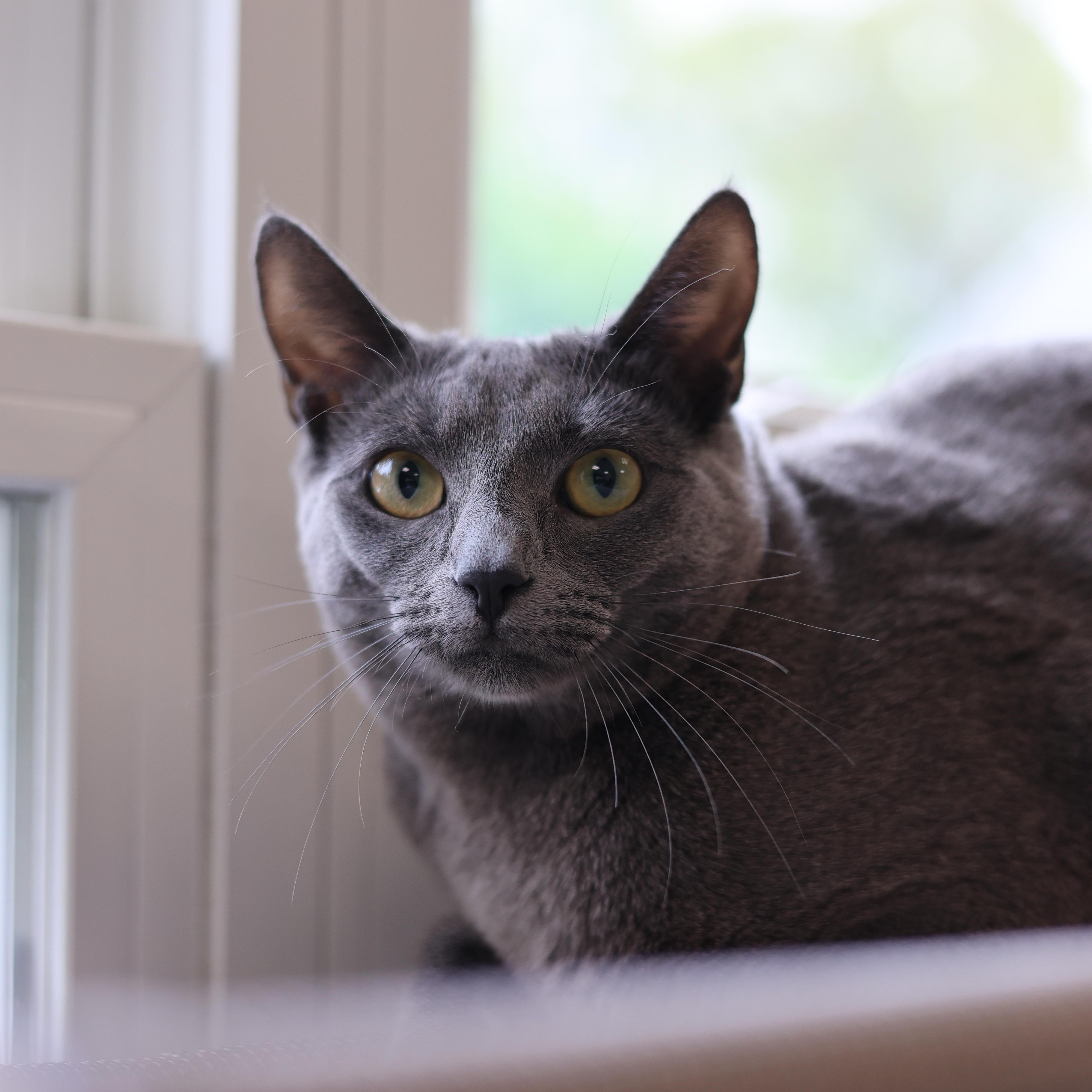 Rhythm, an adoptable Domestic Short Hair in North Haven, CT image 1/4