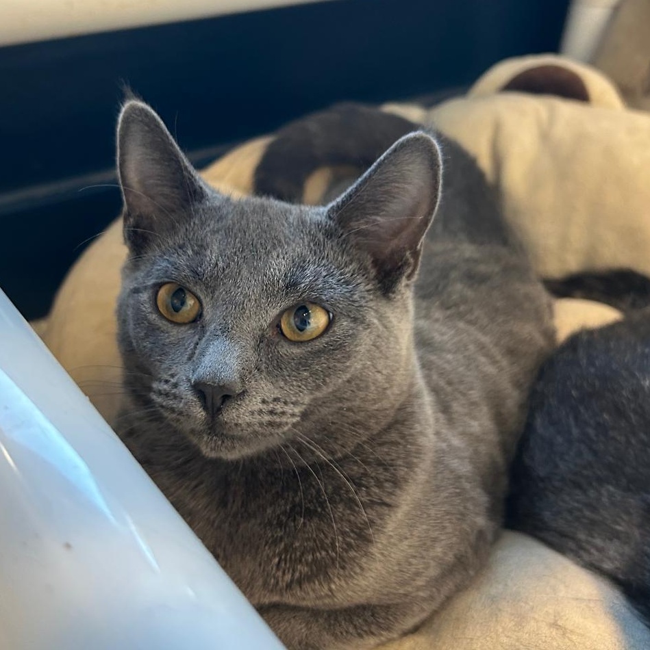Rhythm, an adoptable Domestic Short Hair in North Haven, CT image 3/4
