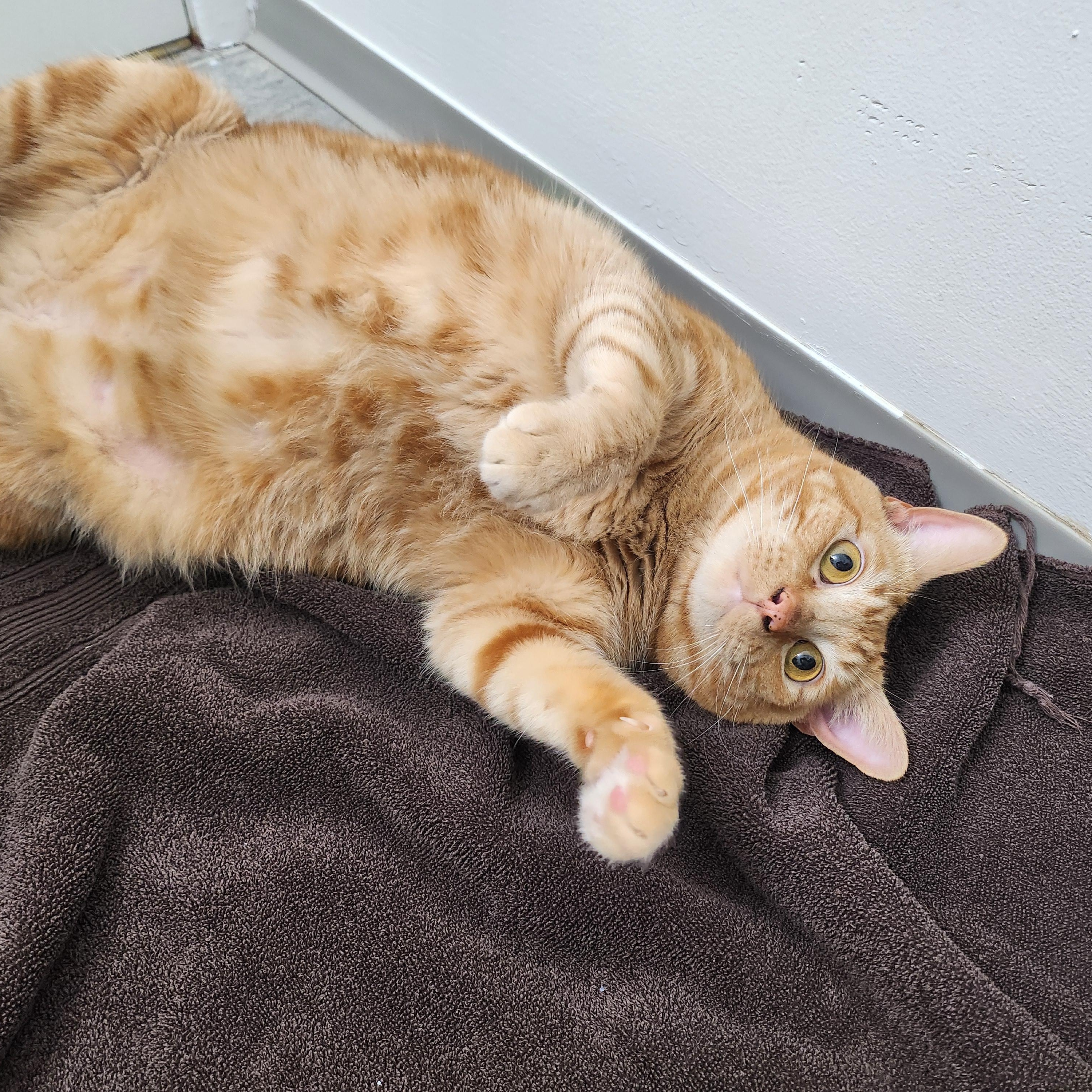 **COURTESY LISTING** Garfield