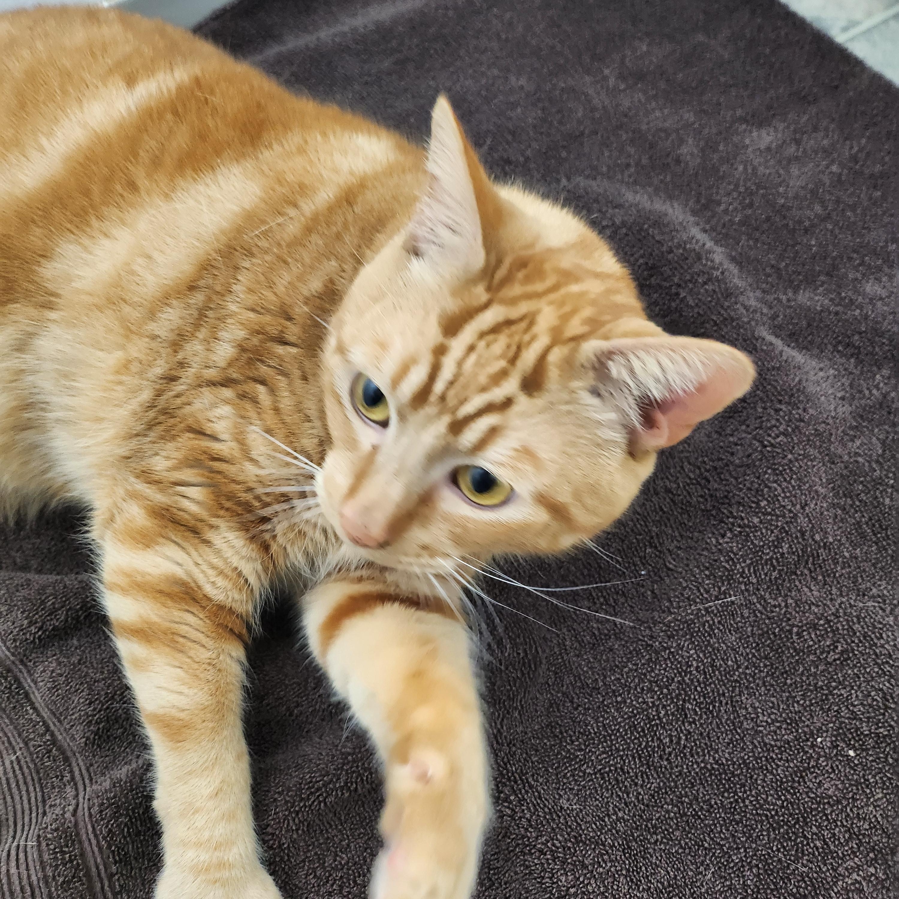 Enlarge **COURTESY LISTING** Garfield, a Adoptable Domestic Short Hair in Moscow, ID image 1/3