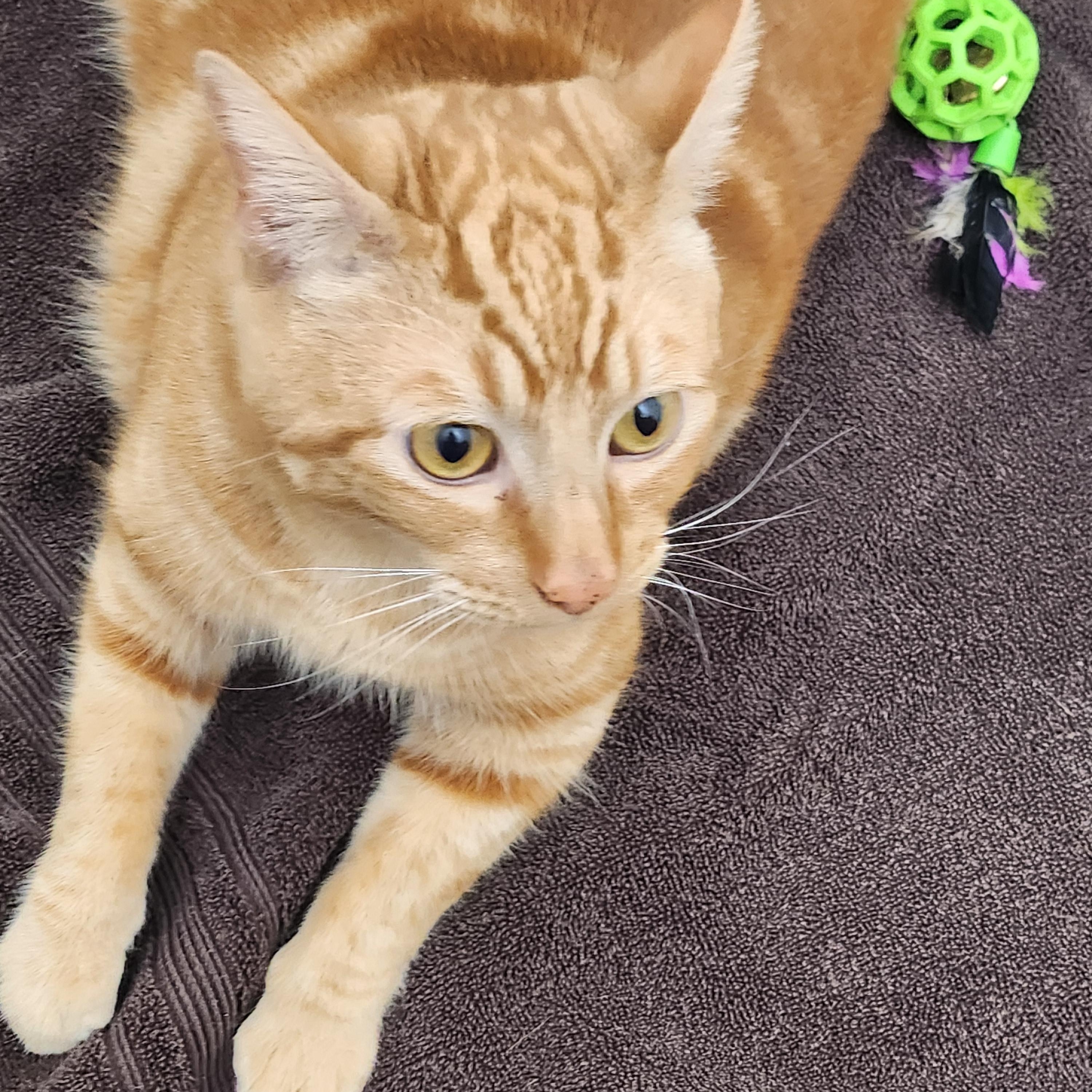 Enlarge **COURTESY LISTING** Garfield, a Adoptable Domestic Short Hair in Moscow, ID image 2/3