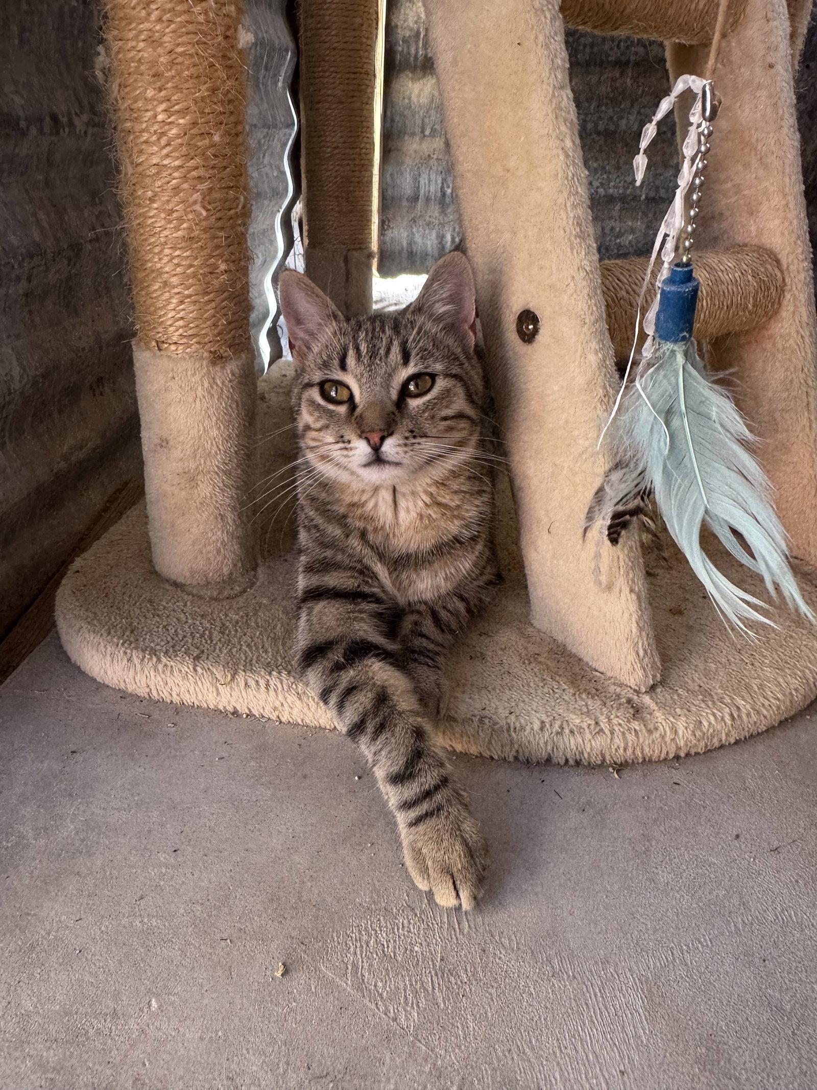 Wowie Zowie, Adoptable, Young Female Domestic Short Hair.