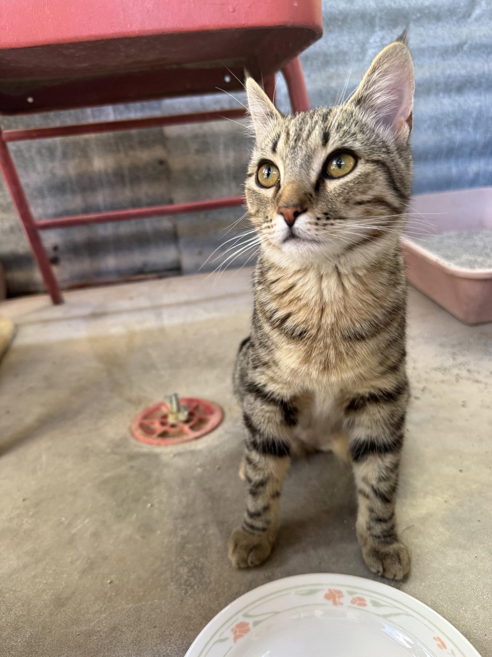 Wowie Zowie, a Adoptable Domestic Short Hair in Williamsburg, NM image 2/3
