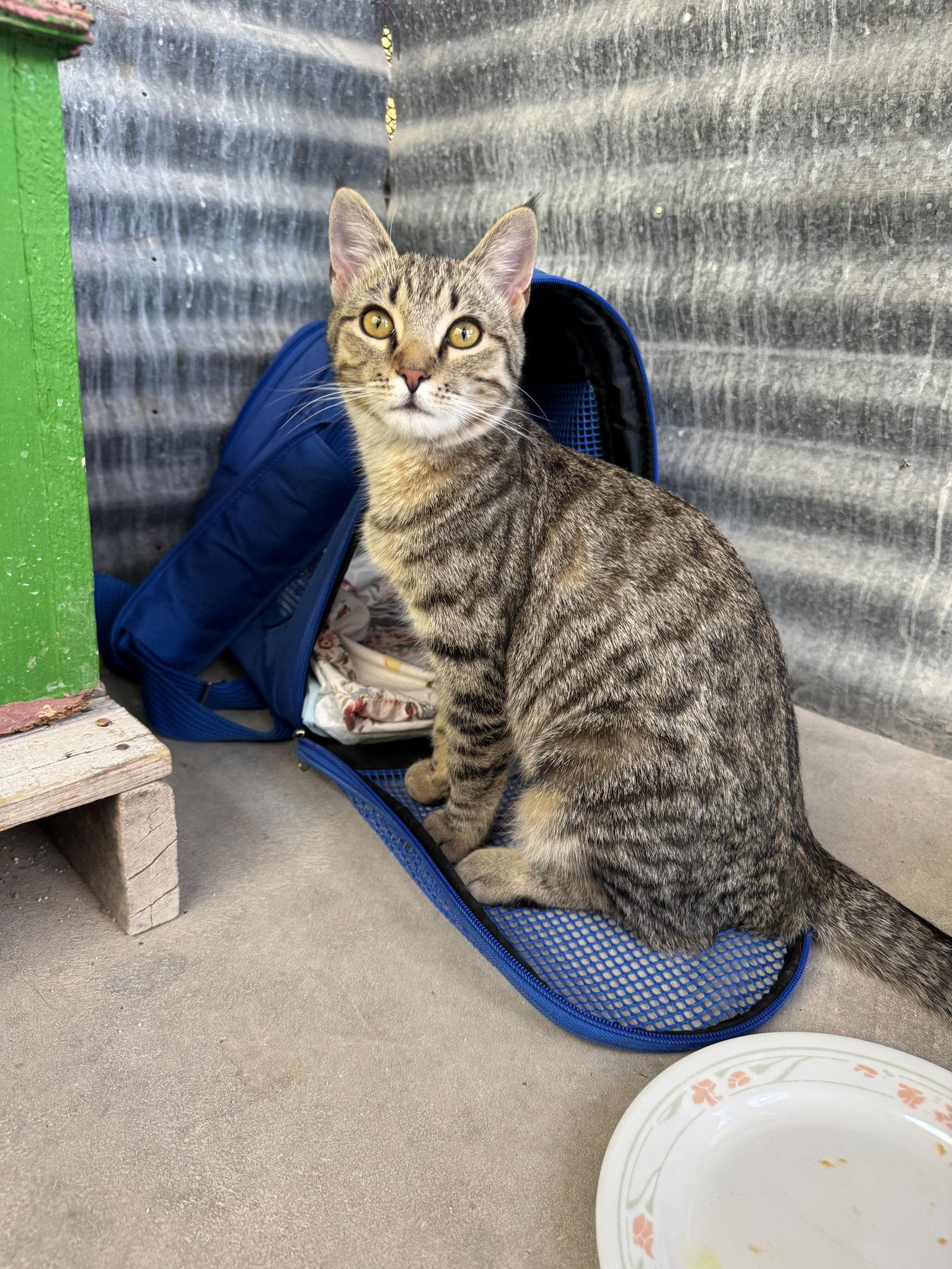 Wowie Zowie, a Adoptable Domestic Short Hair in Williamsburg, NM image 3/3