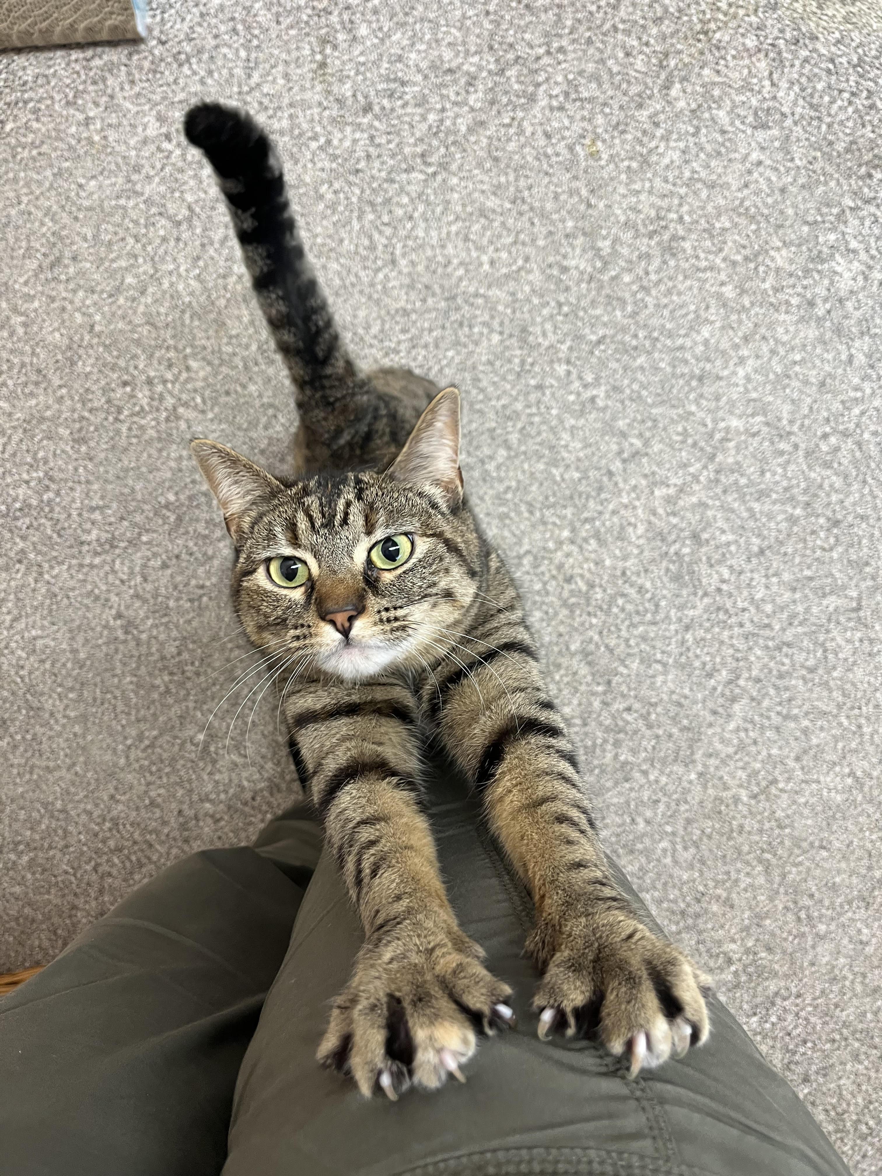 Enlarge Gingersnap, a other Domestic Short Hair in Washington, UT image 1/1