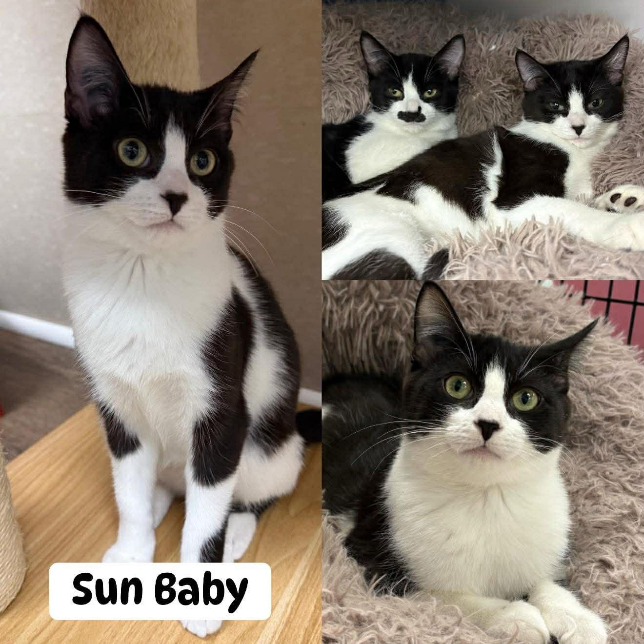 Sun Baby, adopted, Kitten Female Tuxedo.