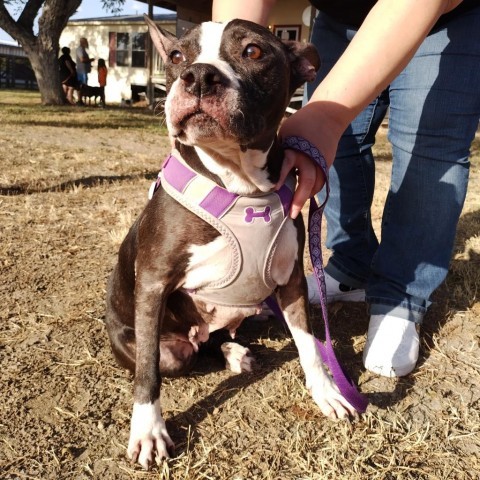 Samantha AKA Izzy DC* photo 7