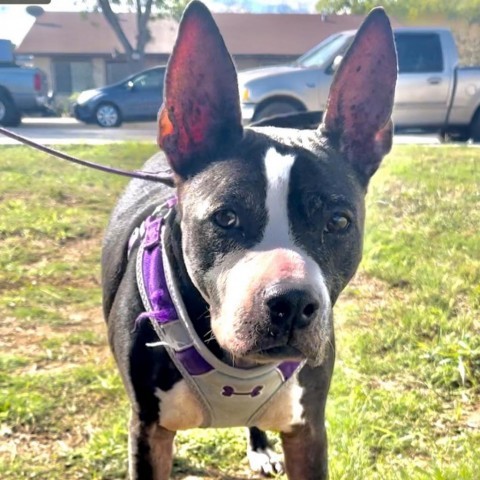 Samantha AKA Izzy DC*, Senior Female American Staffordshire Terrier