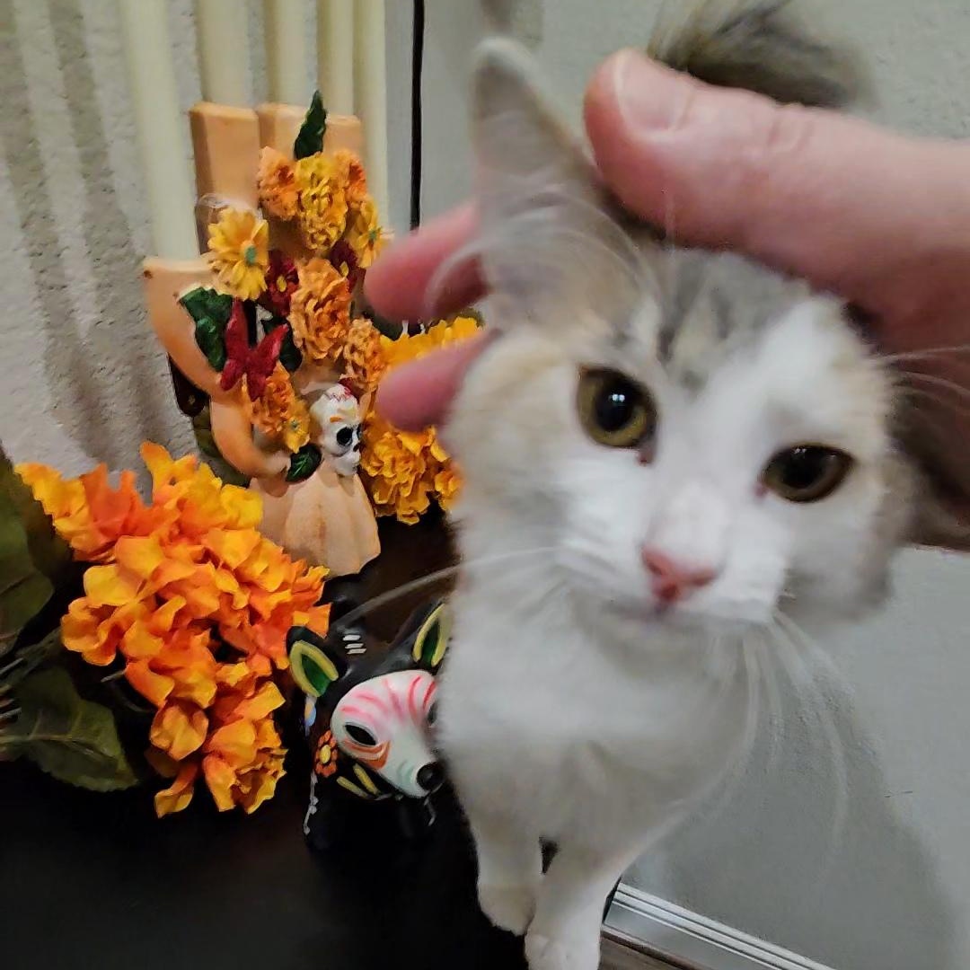 Enlarge Lilo, a Adopted Dilute Calico in Willowbrook, IL image 2/6