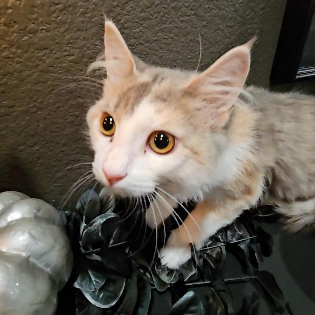 Enlarge Lilo, a Adopted Dilute Calico in Willowbrook, IL image 6/6