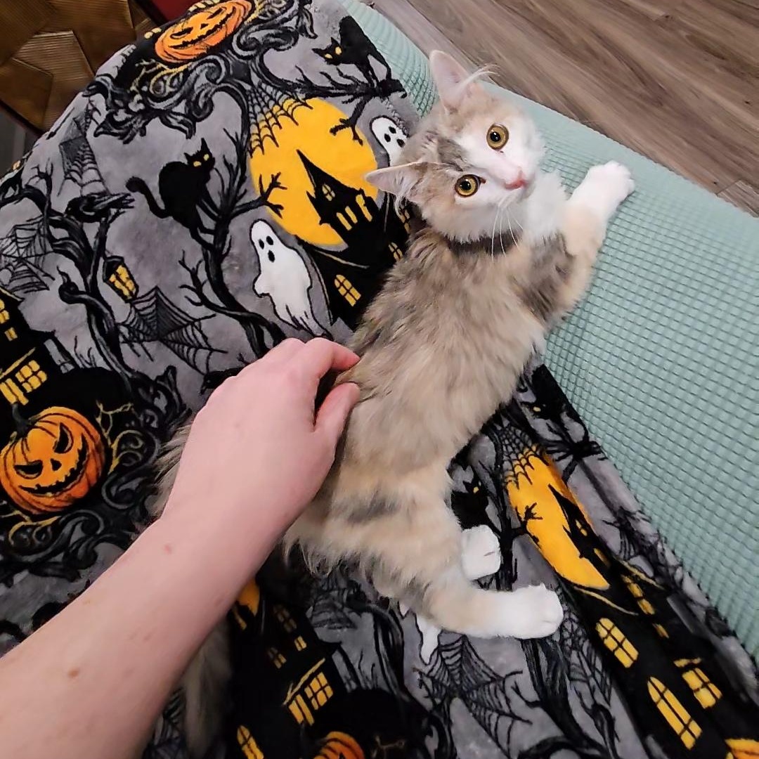 Enlarge Lilo, a Adopted Dilute Calico in Willowbrook, IL image 5/6