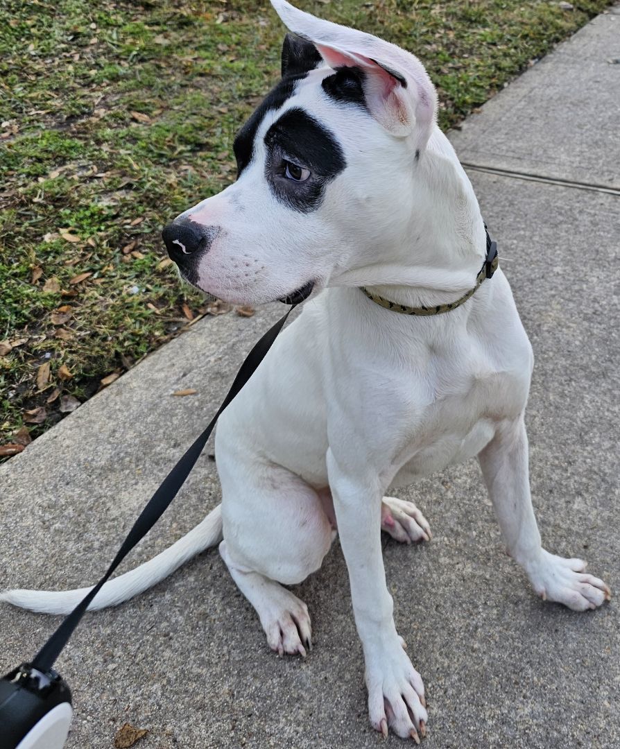 Enlarge Max, a Adoptable mixed breed in Houston, TX image 1/1
