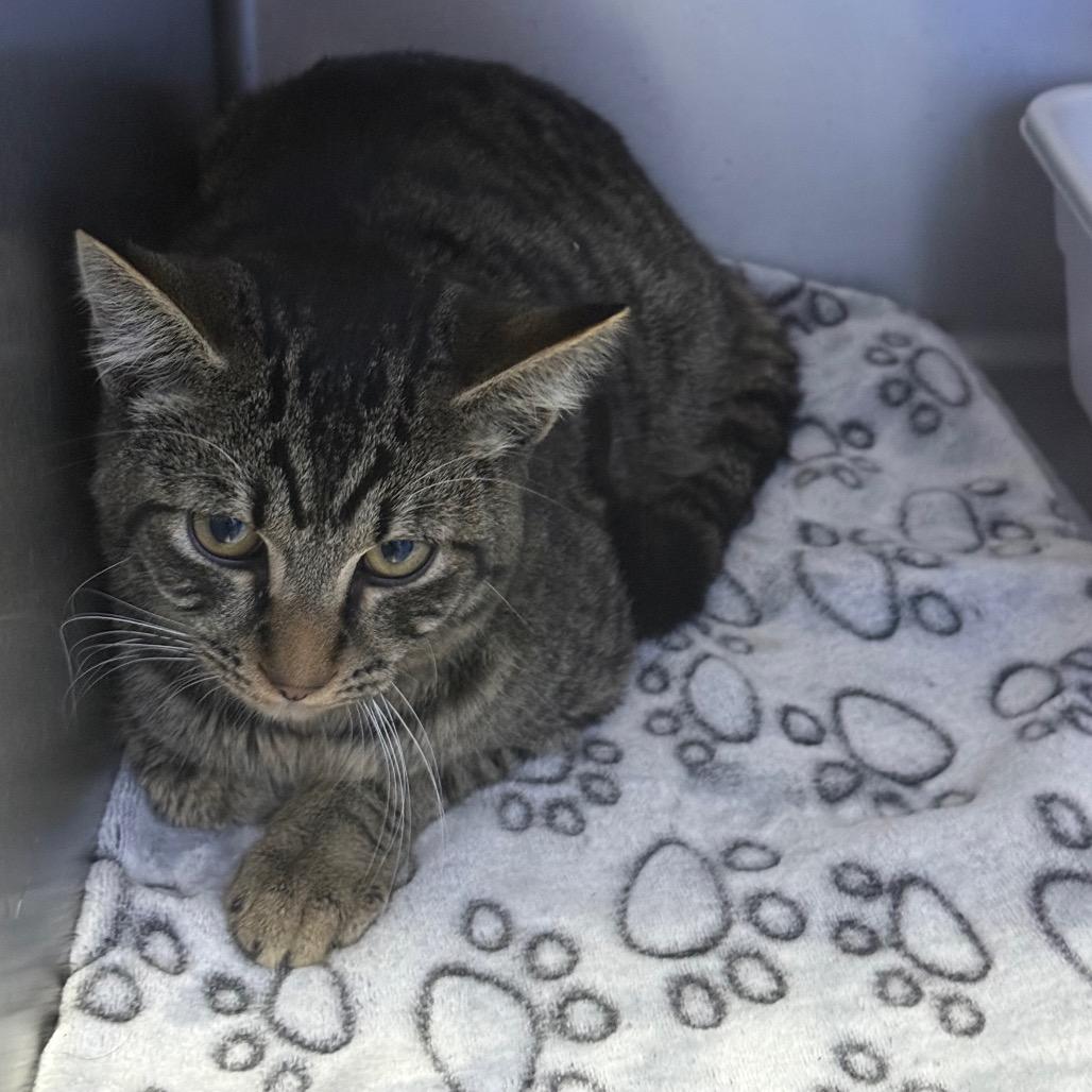 Brownies, Adoptable, Adult Male Domestic Short Hair.