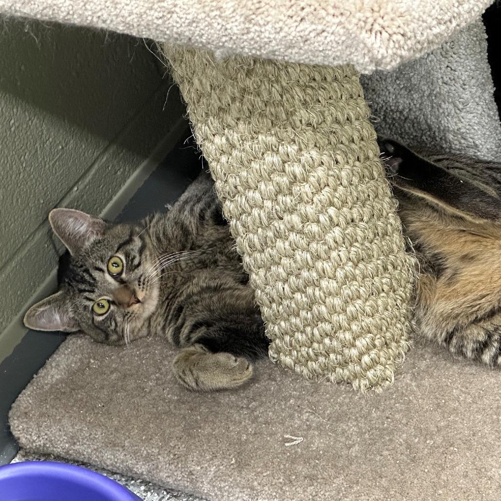 Brownies, a Adoptable Domestic Short Hair in Coos Bay, OR image 2/2