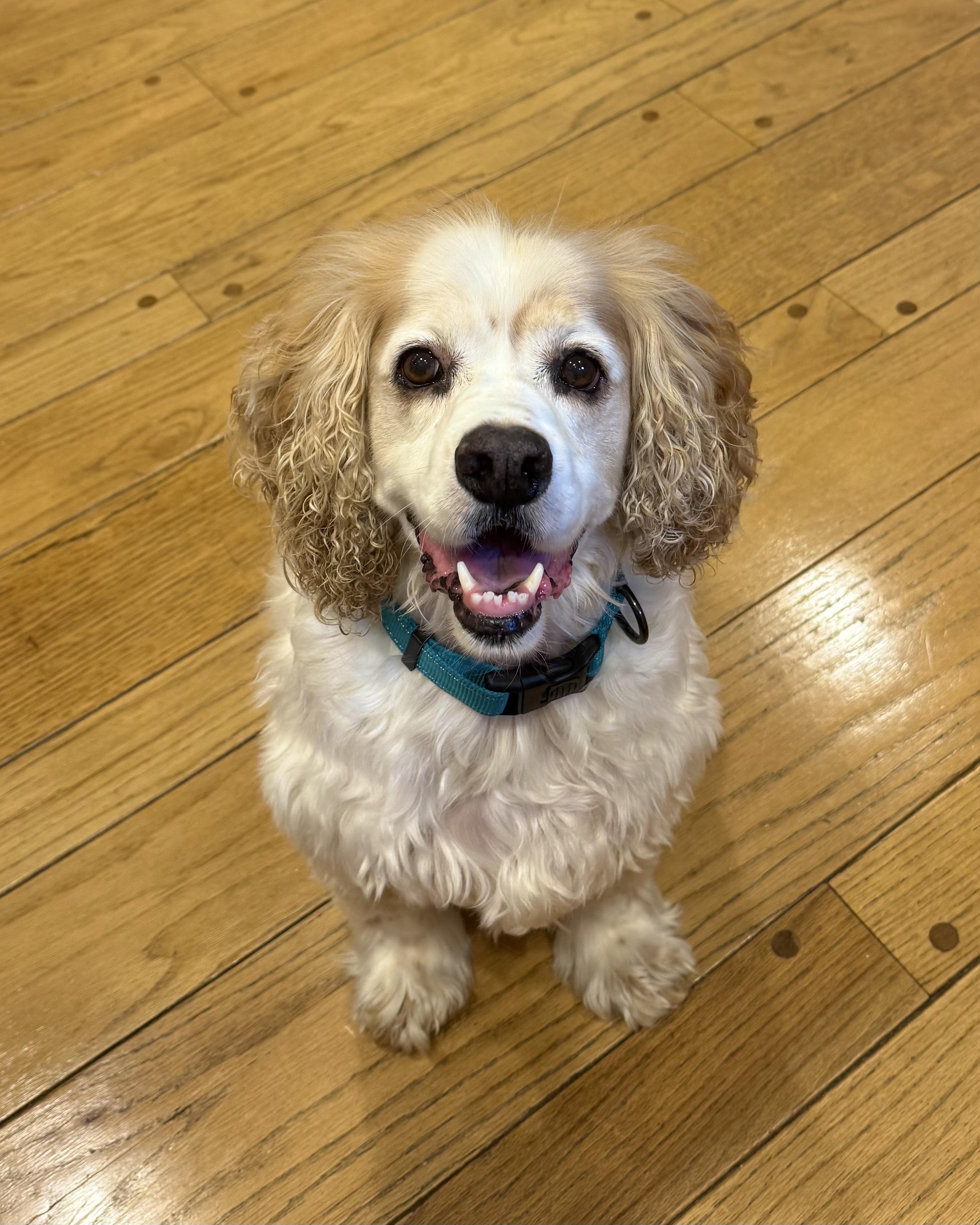 Enlarge Icarus, a Adoptable Cocker Spaniel in New York, NY image 2/6