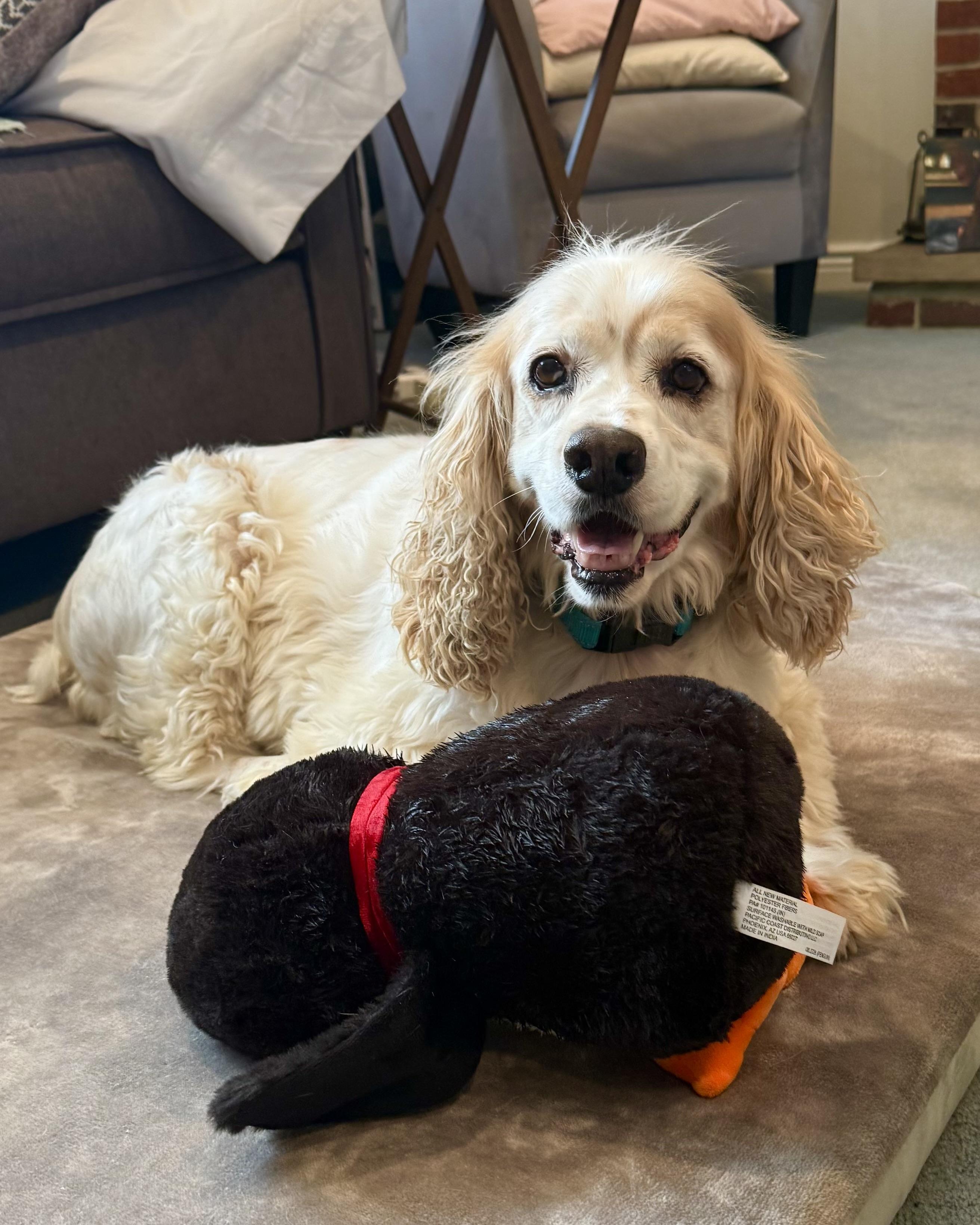 Enlarge Icarus, a Adoptable Cocker Spaniel in New York, NY image 3/6