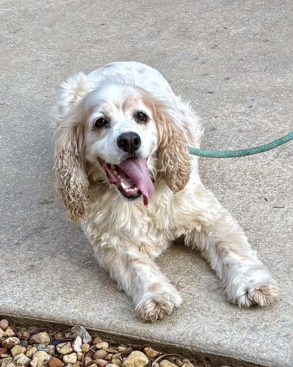 Enlarge Icarus, a Adoptable Cocker Spaniel in New York, NY image 4/6