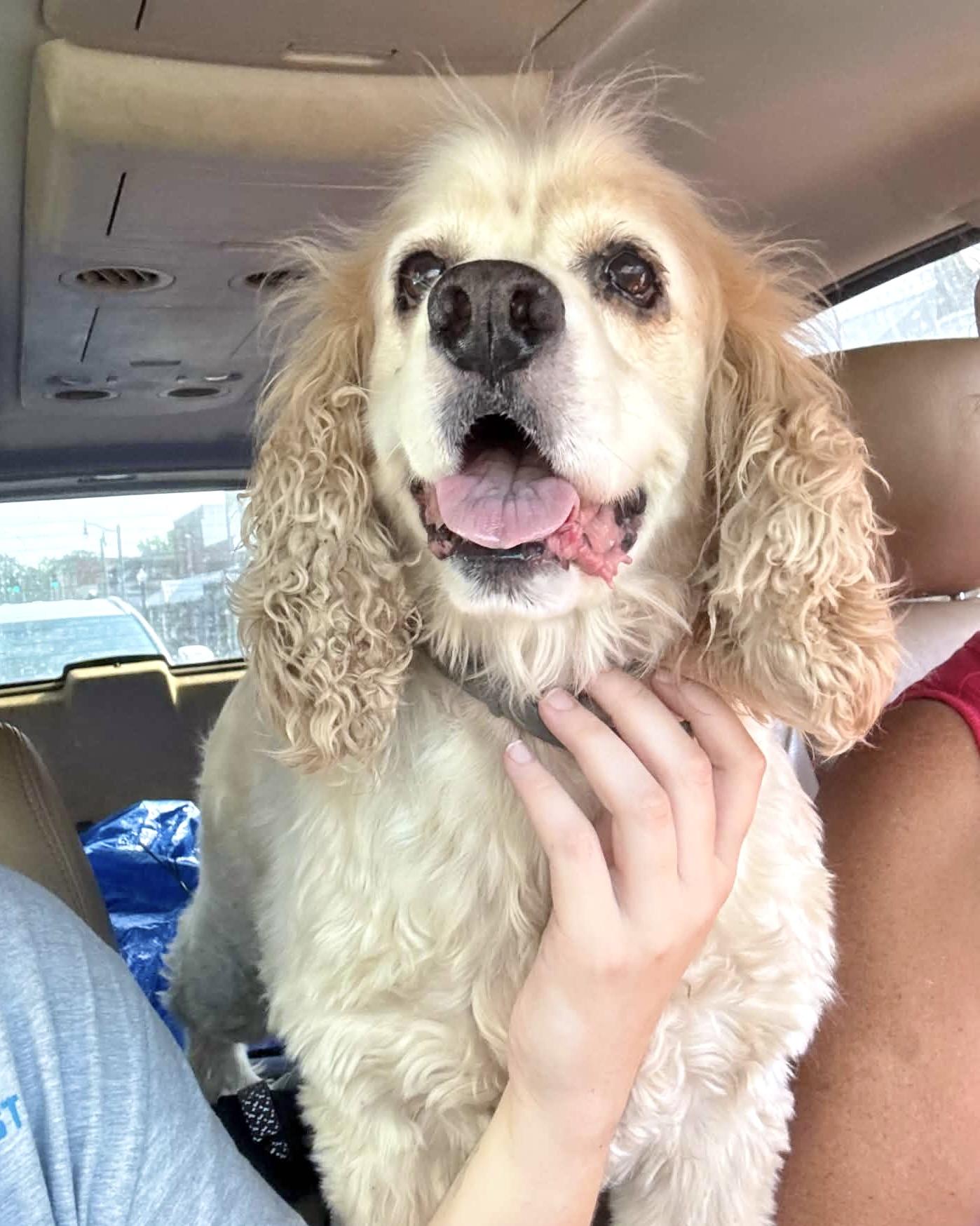 Enlarge Icarus, a Adoptable Cocker Spaniel in New York, NY image 5/6