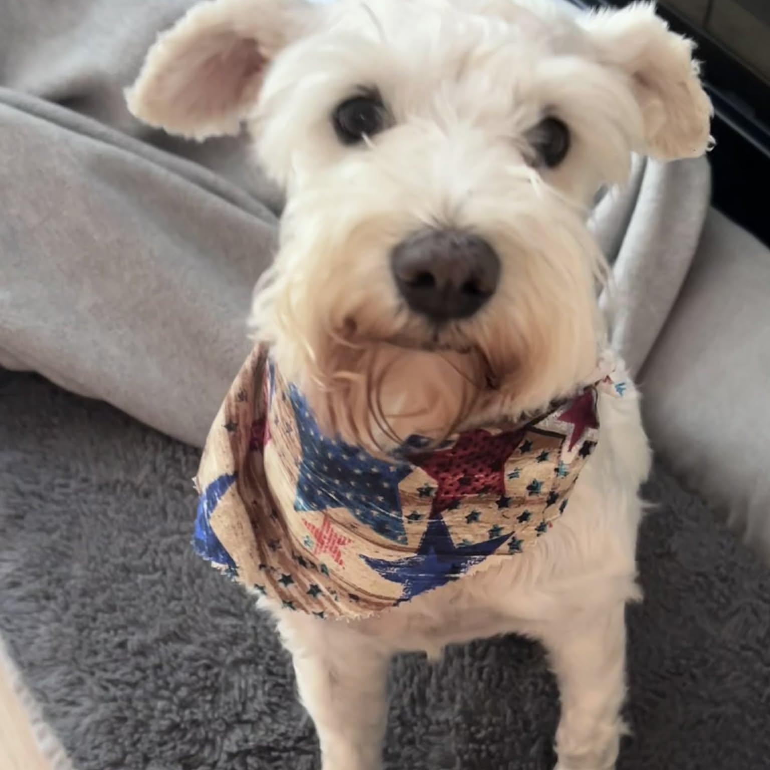 Emmy, a ADOPTABLE Miniature Schnauzer in Homer Glen, IL image 1/5