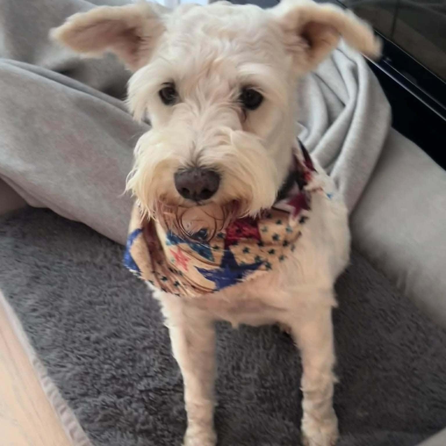 Emmy, a ADOPTABLE Miniature Schnauzer in Homer Glen, IL image 5/5