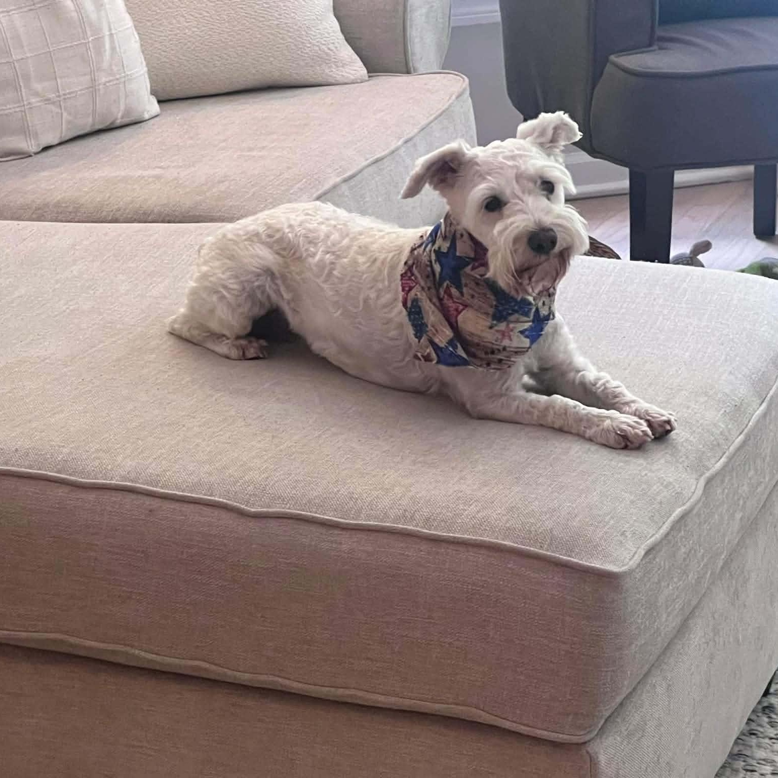 Emmy, a ADOPTABLE Miniature Schnauzer in Homer Glen, IL image 2/5