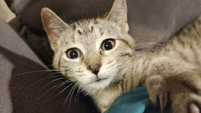 Enlarge Bombette, a ADOPTABLE Domestic Short Hair in East Lansing, MI image 2/2