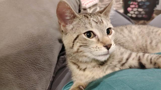 Bombette, ADOPTABLE, Kitten Female Domestic Short Hair.