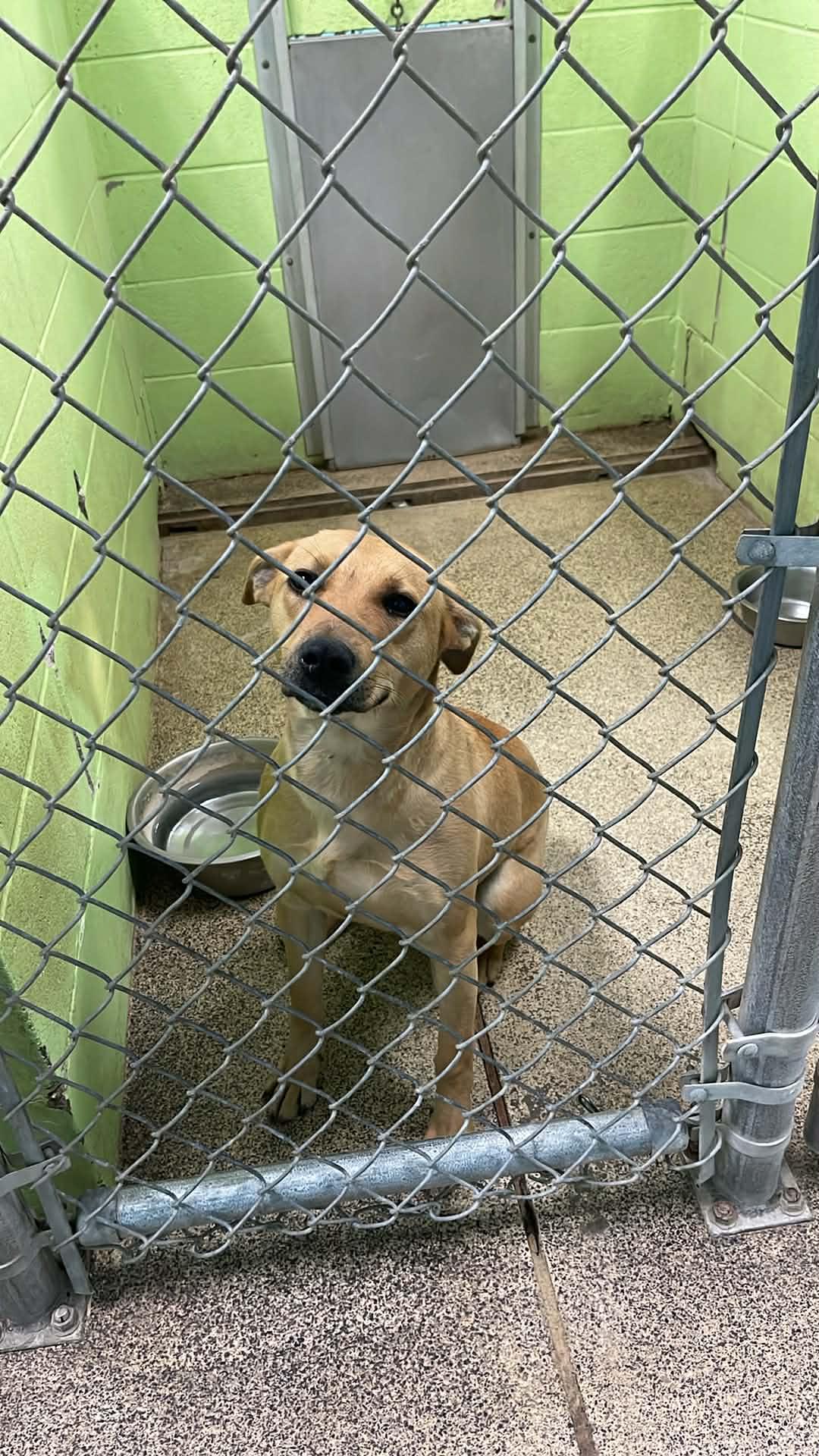 Fiji, adopted, Adult Female Yellow Labrador Retriever.