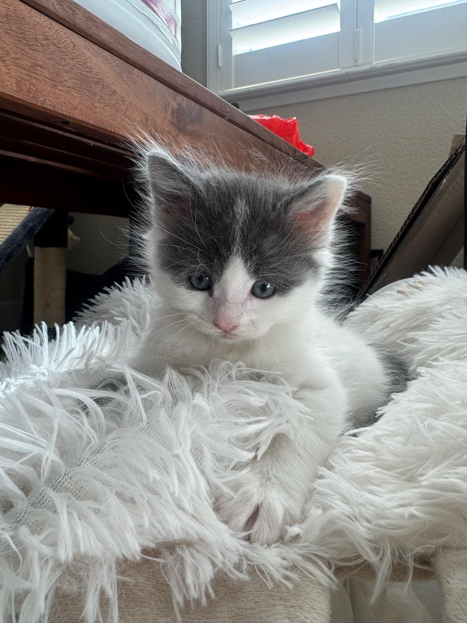 Enlarge Fitz, a ADOPTABLE Domestic Short Hair in Davis, CA image 1/3