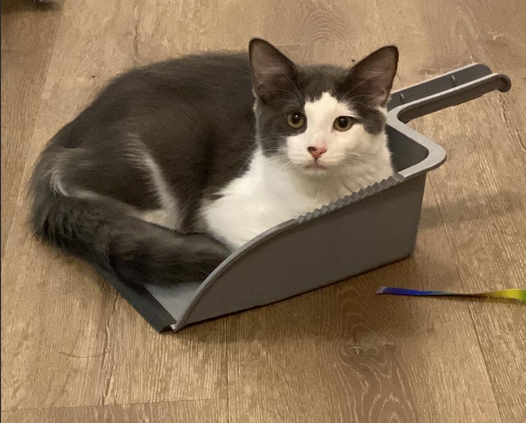 Fitz, a ADOPTABLE Domestic Short Hair in Davis, CA image 6/6