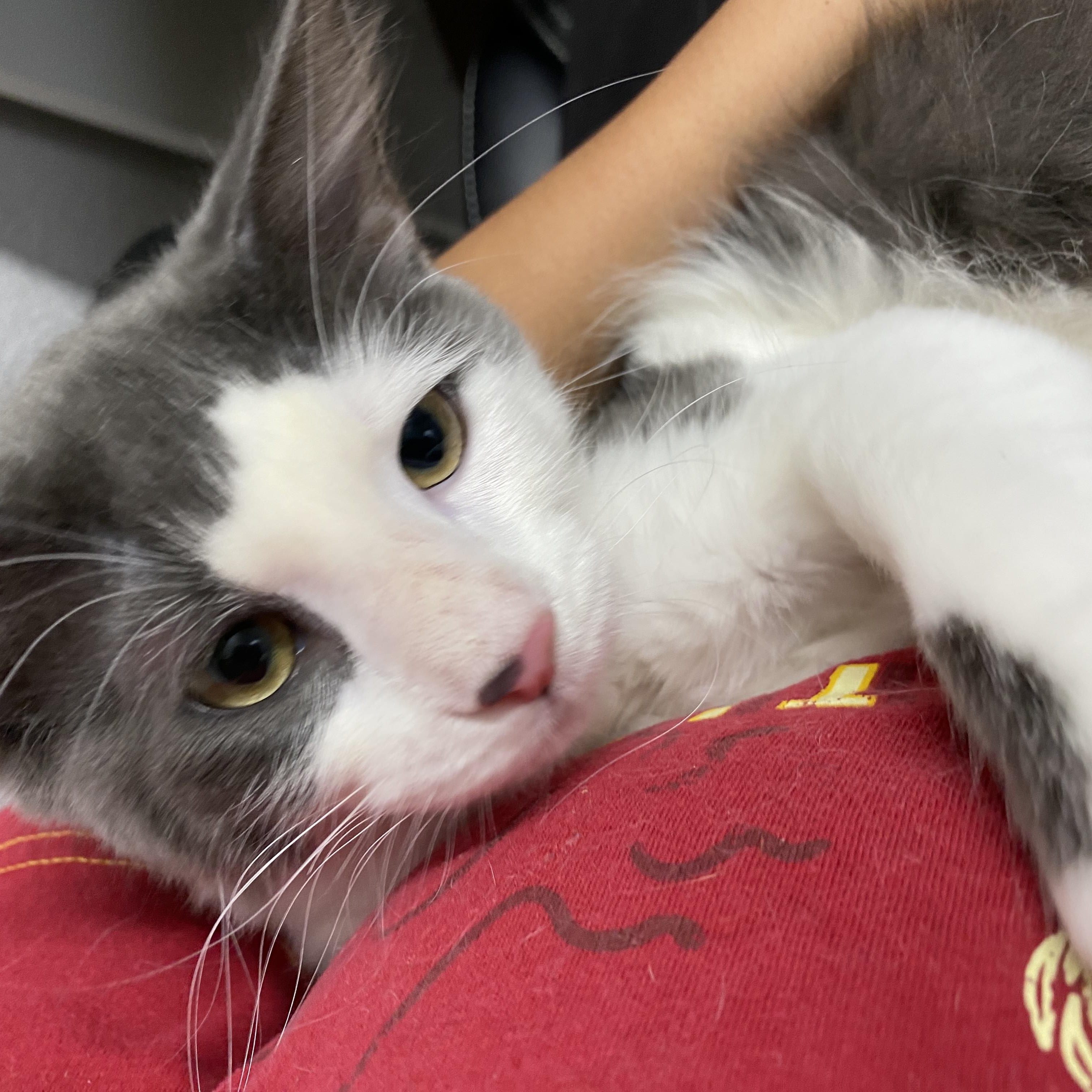 Fitz, a ADOPTABLE Domestic Short Hair in Davis, CA image 4/6