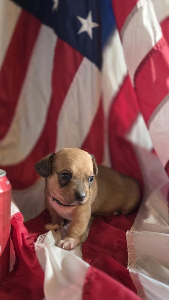 Benjamin Franklin, Adoptable, Puppy Male Schnauzer & Poodle.